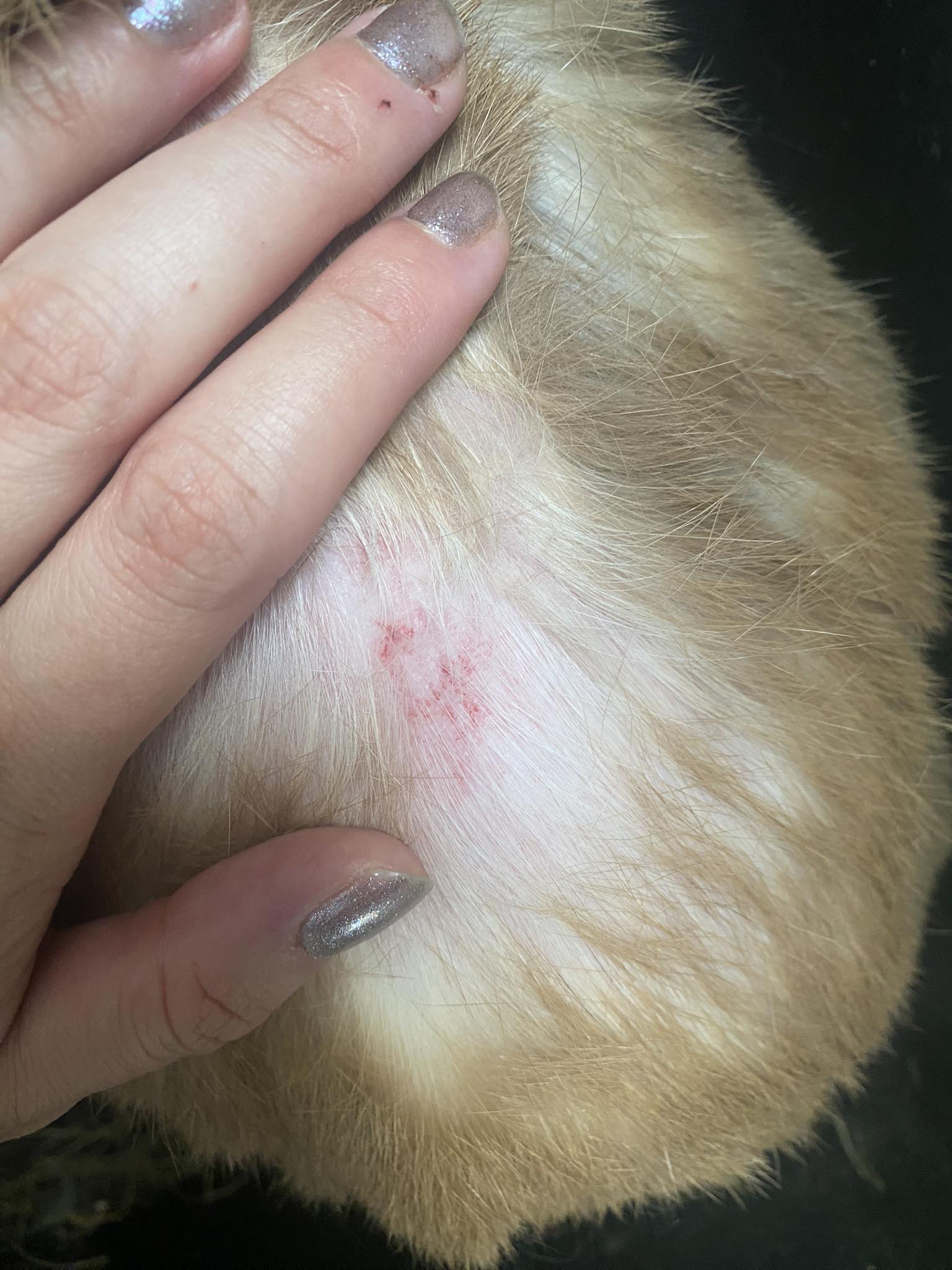 PetGrooming foto 6