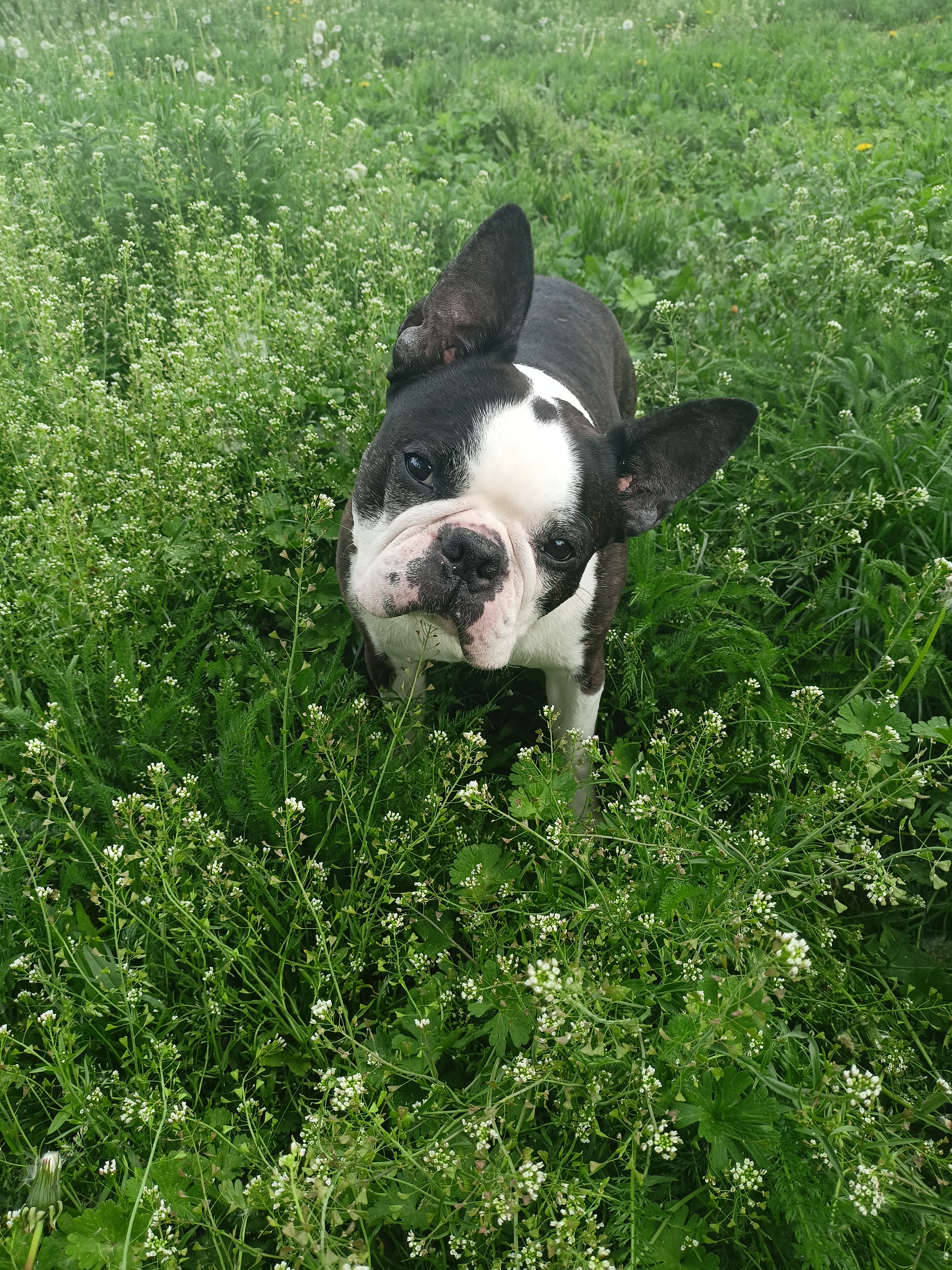 MVDr. Petr Sedlák Veterinární klinika ŠtrosVet foto 2