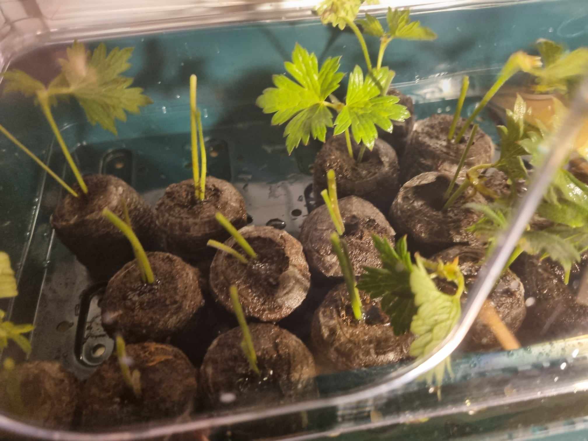 growmarket.cz foto 3