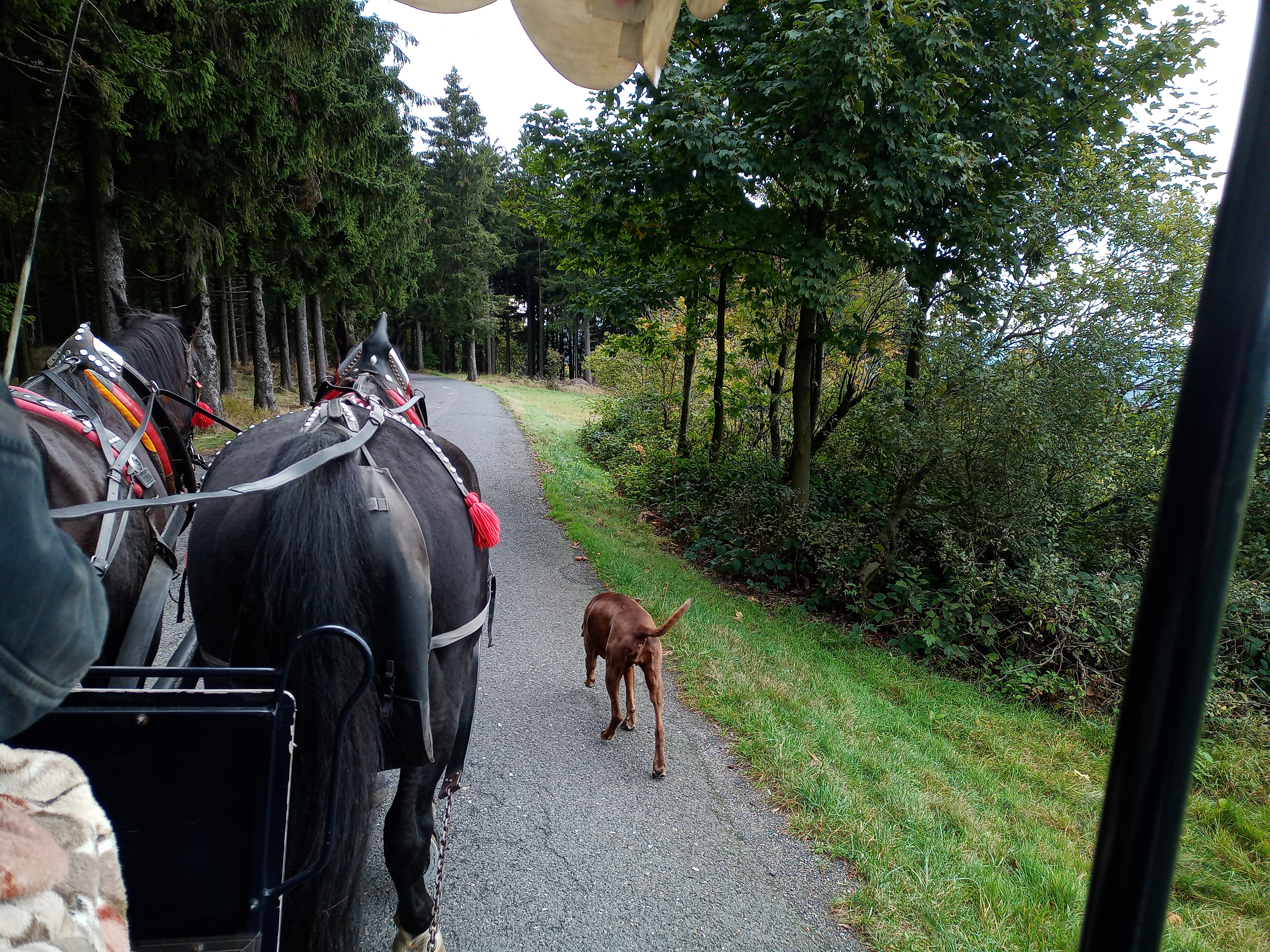 Koně v Jizerkách foto 3