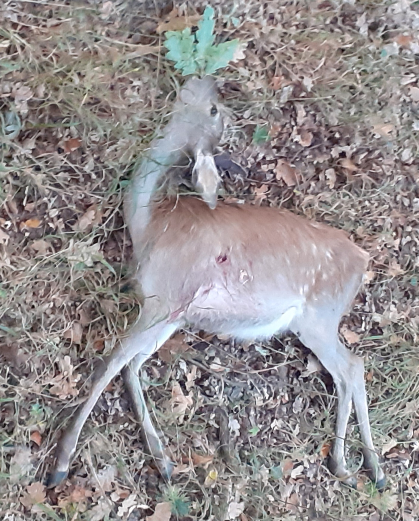 Huntastic – honitby a online rezervace lovů foto 6