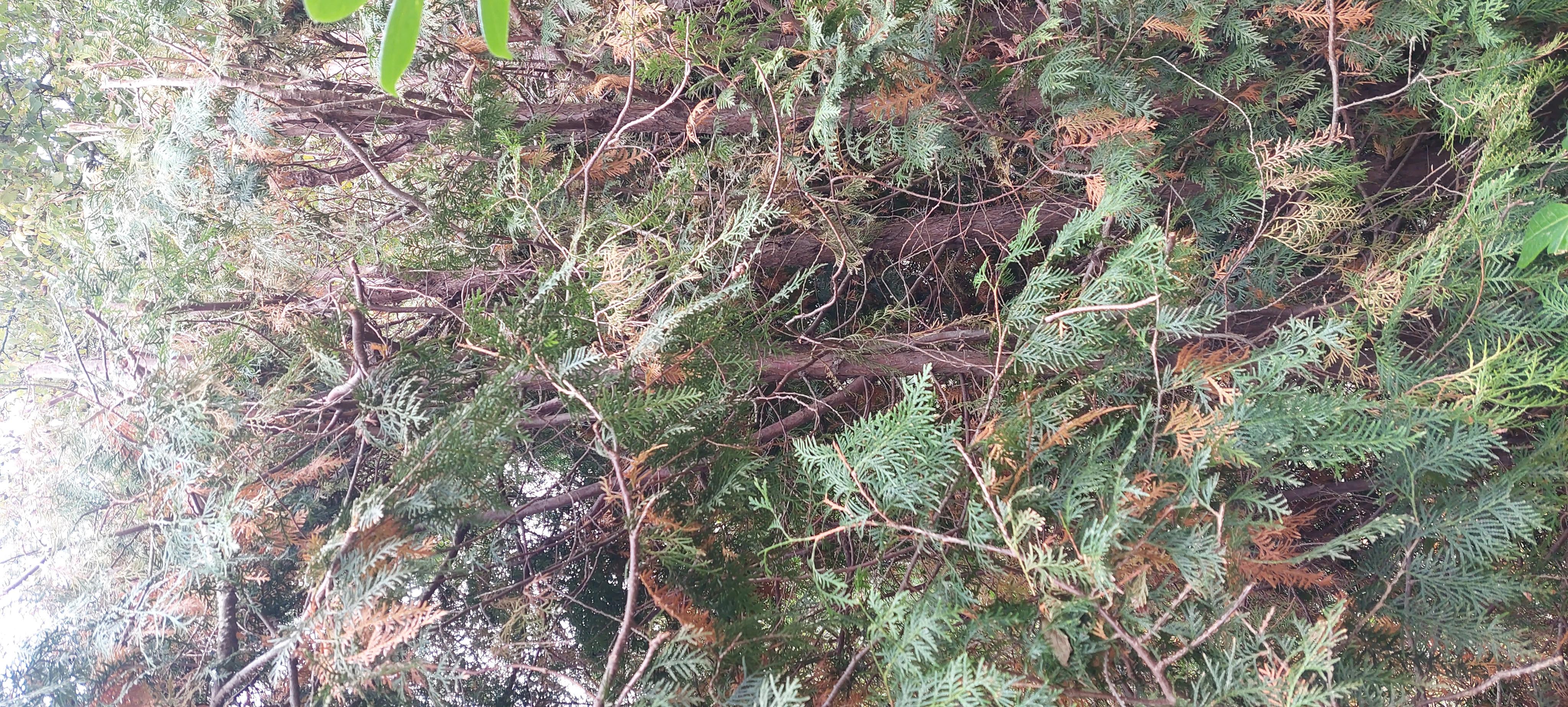 zahradybezvady.cz foto 4