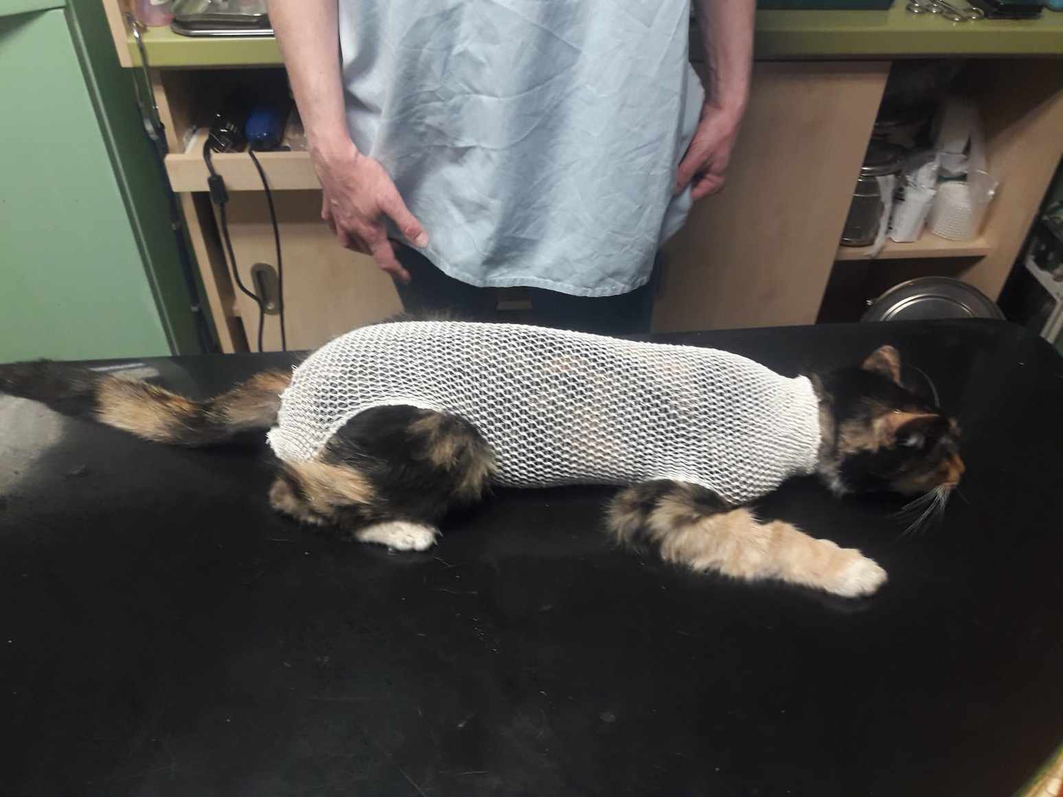 MVDr. Markéta Janochová - veterinární ordinace foto 1