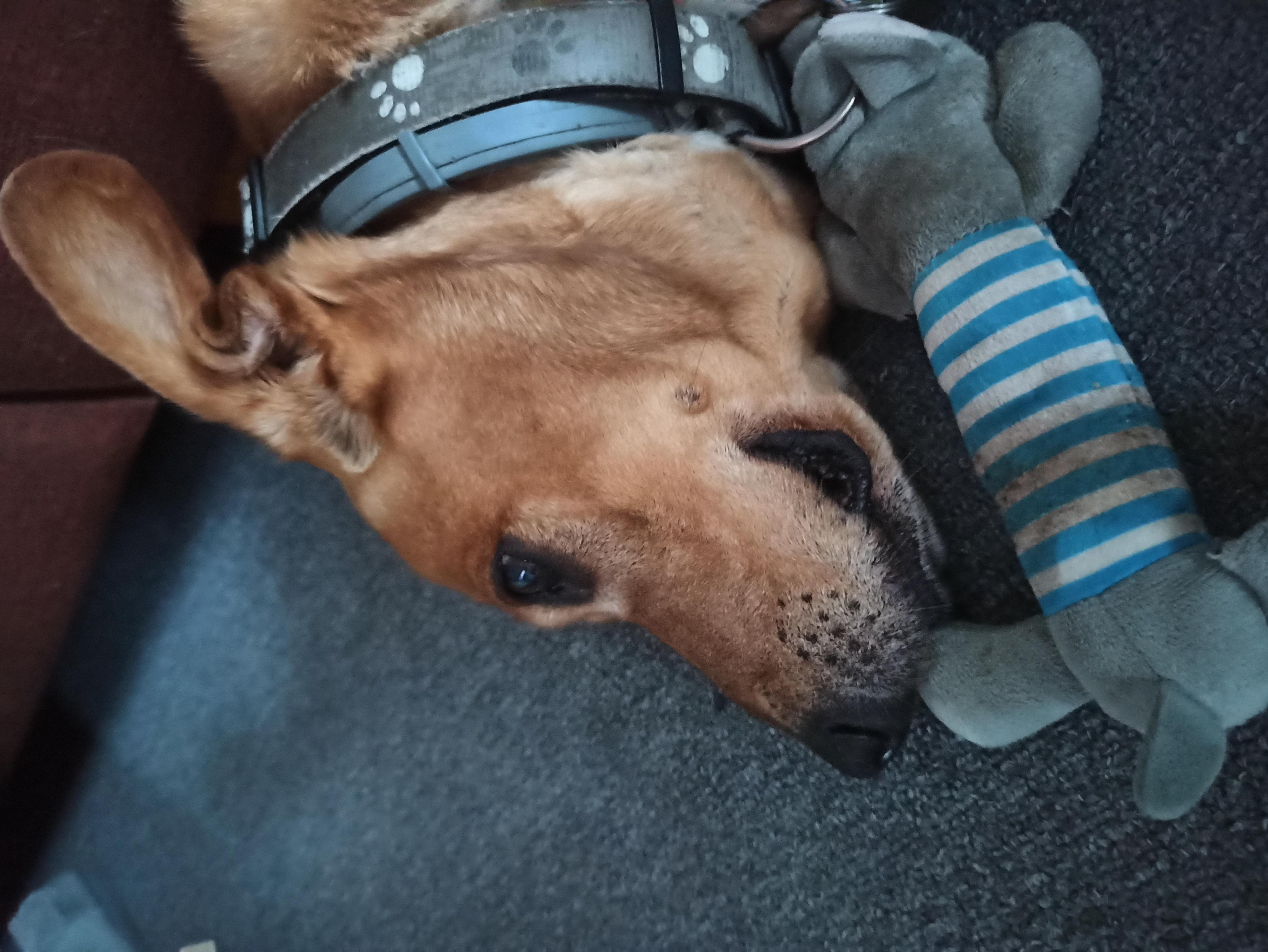 Veterina Skřivánek foto 3