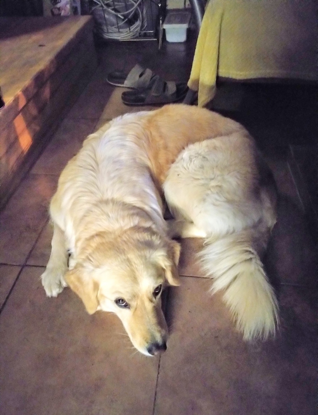 CaniVet - veterinární klinika Černošice foto 6