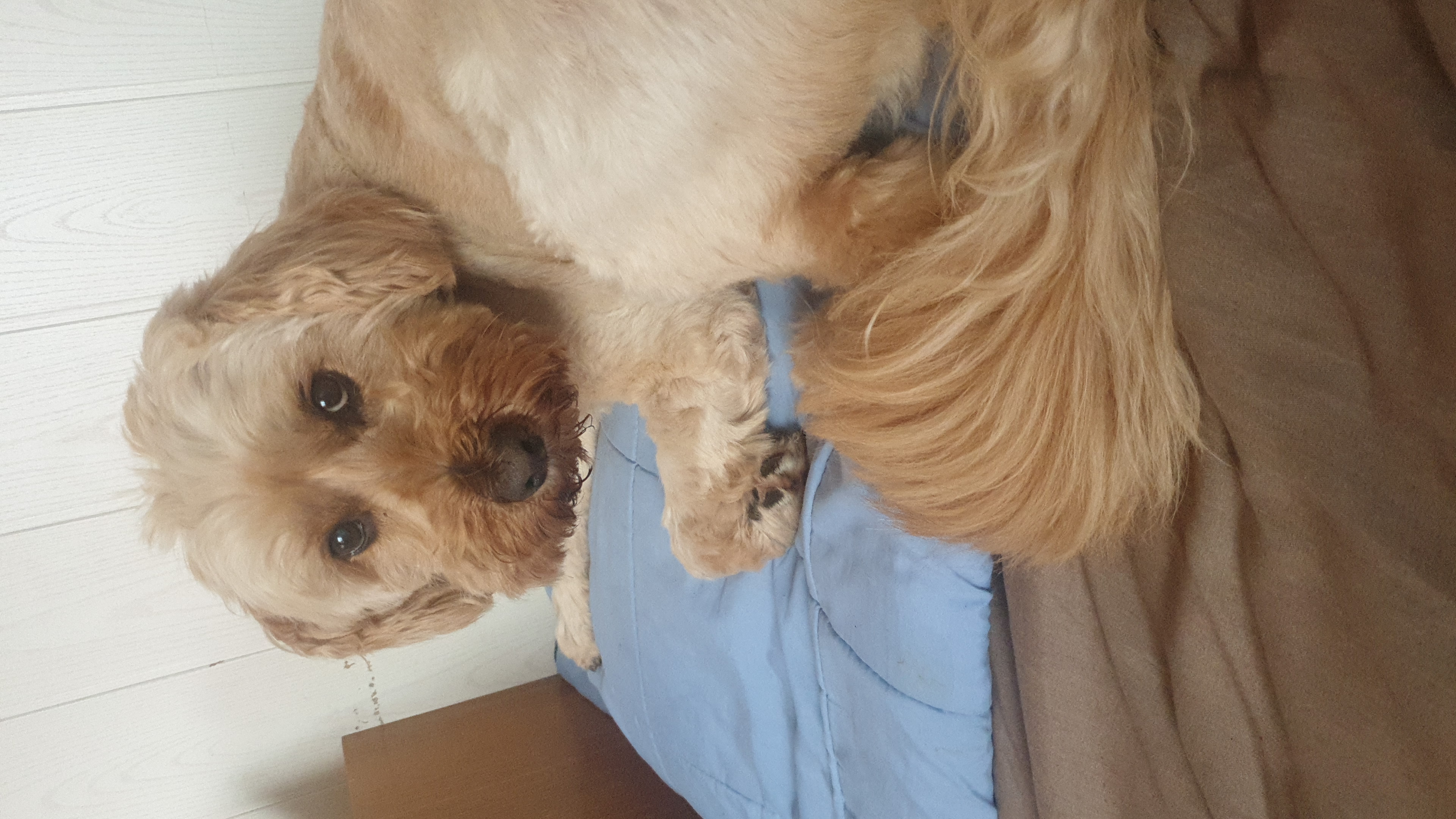 Ing. Milena Neradová - stříhání psů foto 2