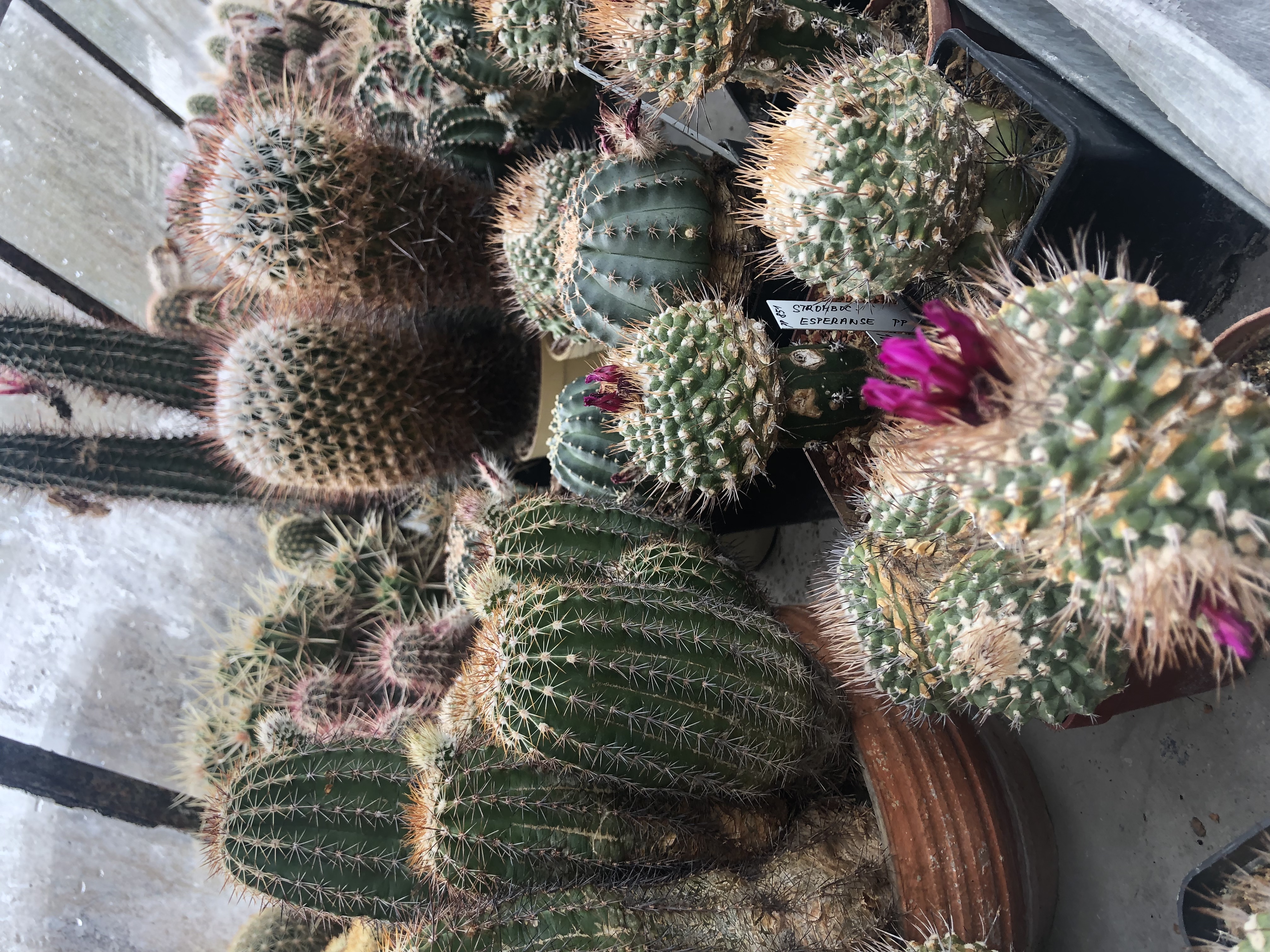 Kaktusy a sukulenty U Pavlíčků foto 6