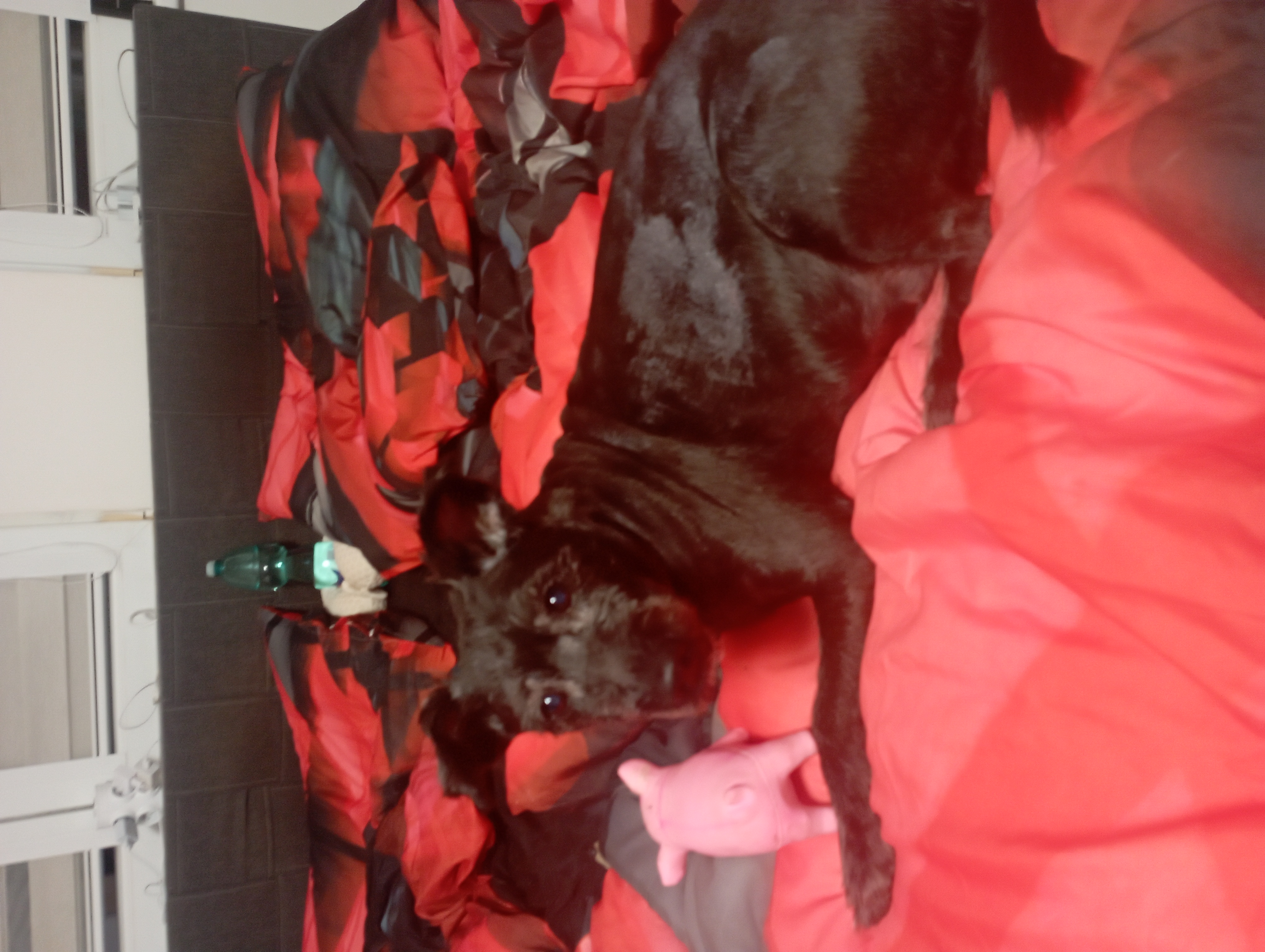 Veterinární klinika Zlíchov foto 2