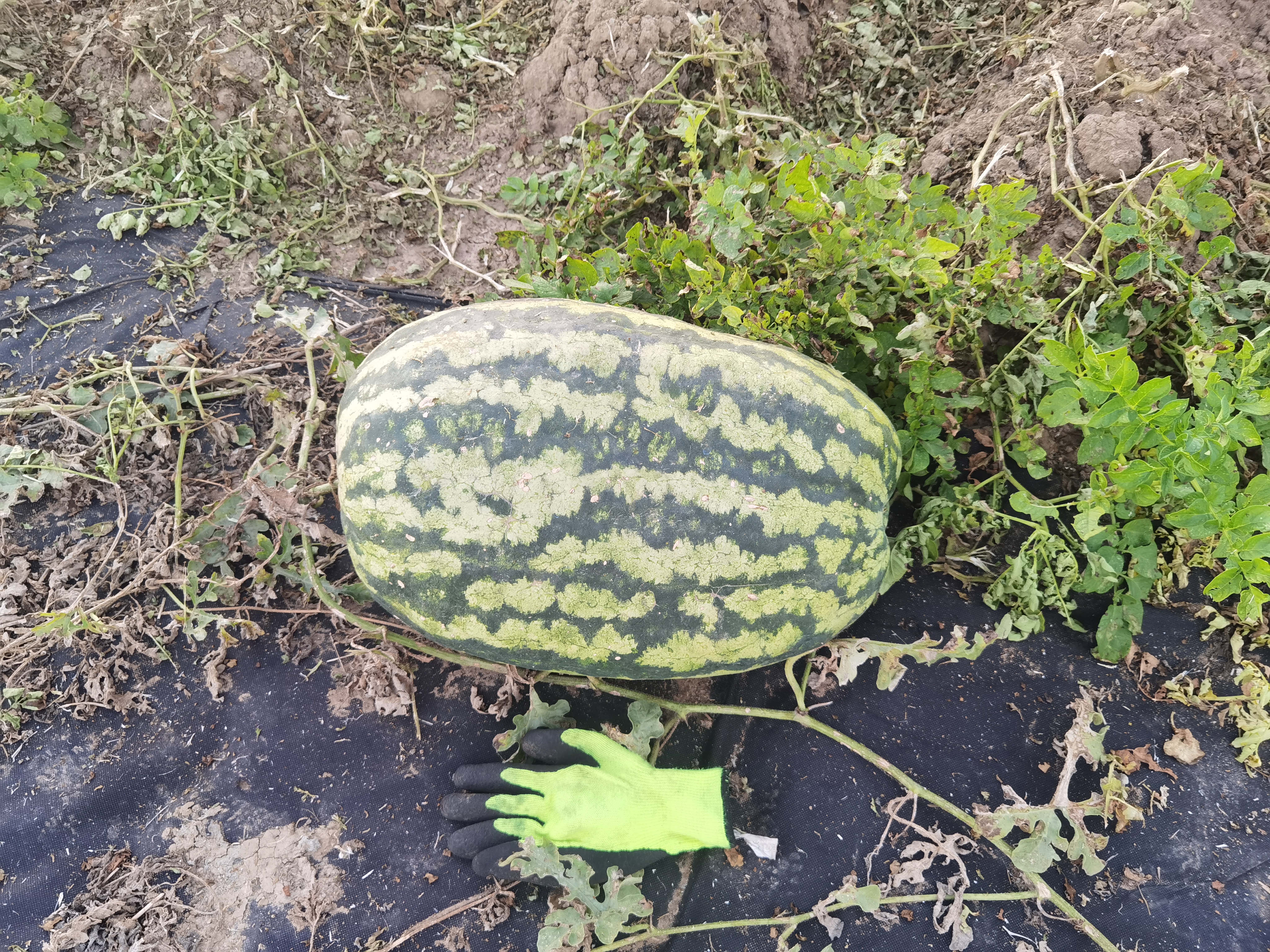Šlechtění česnekové sadby foto 1