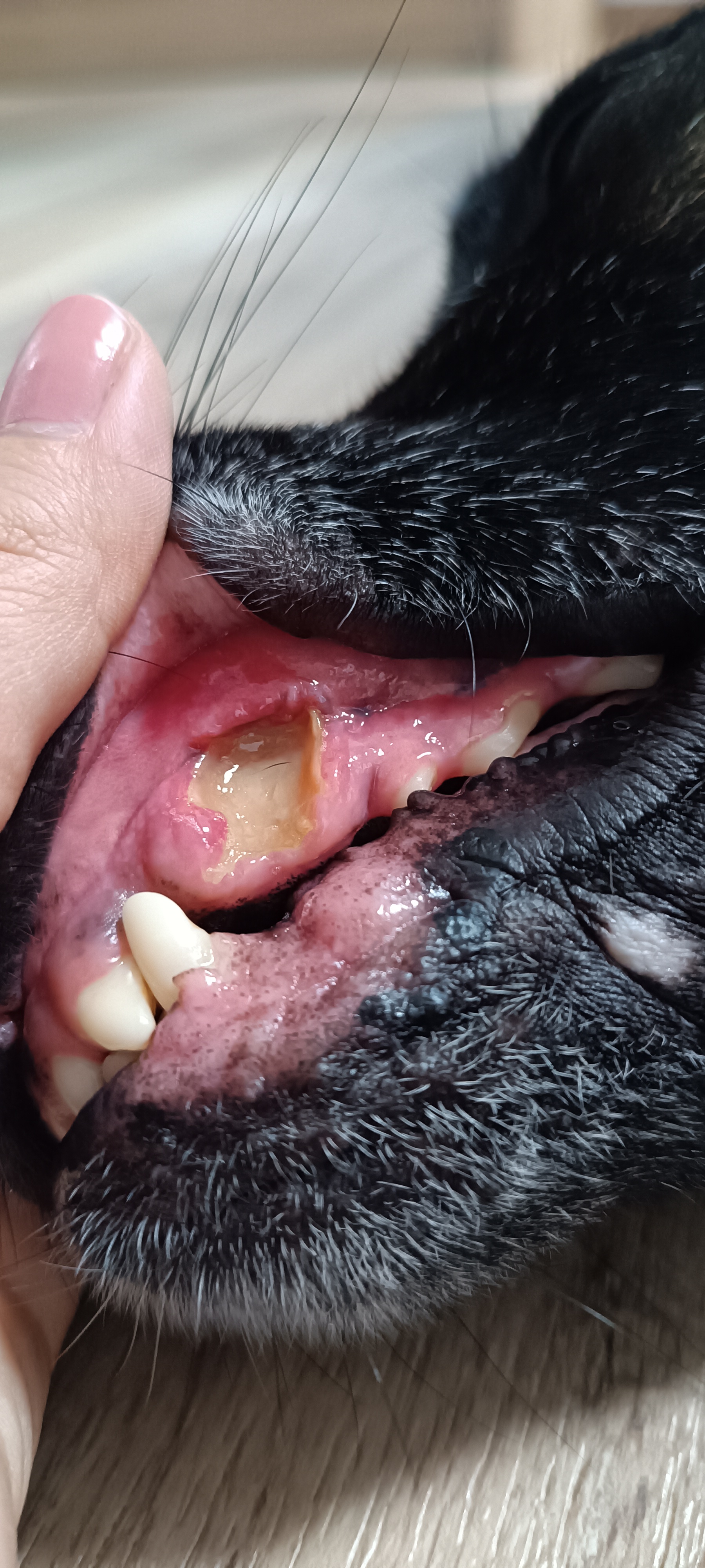 Vet klinika Nytra s.r.o. foto 2