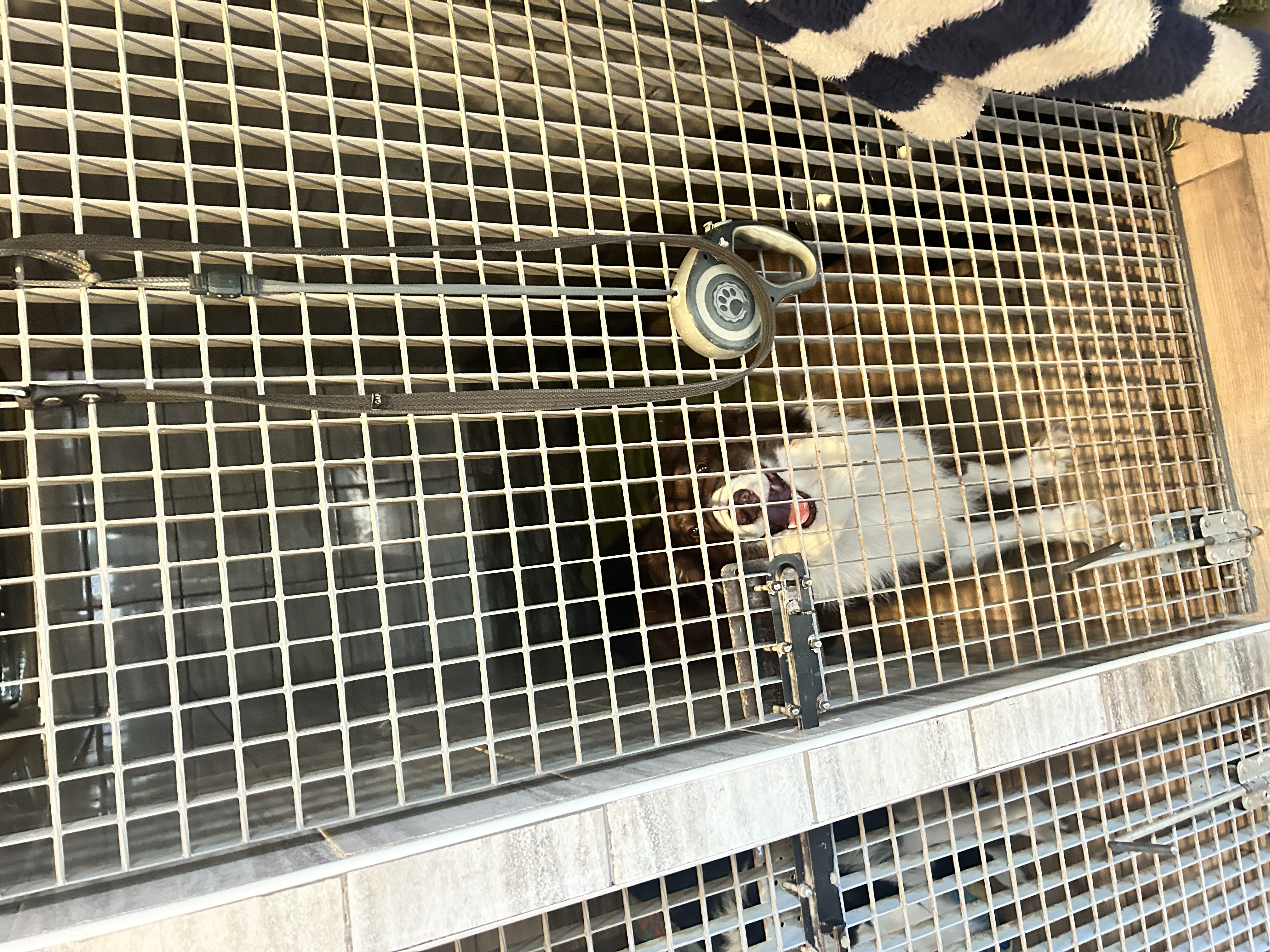 Psí hotel Chelsea foto 3