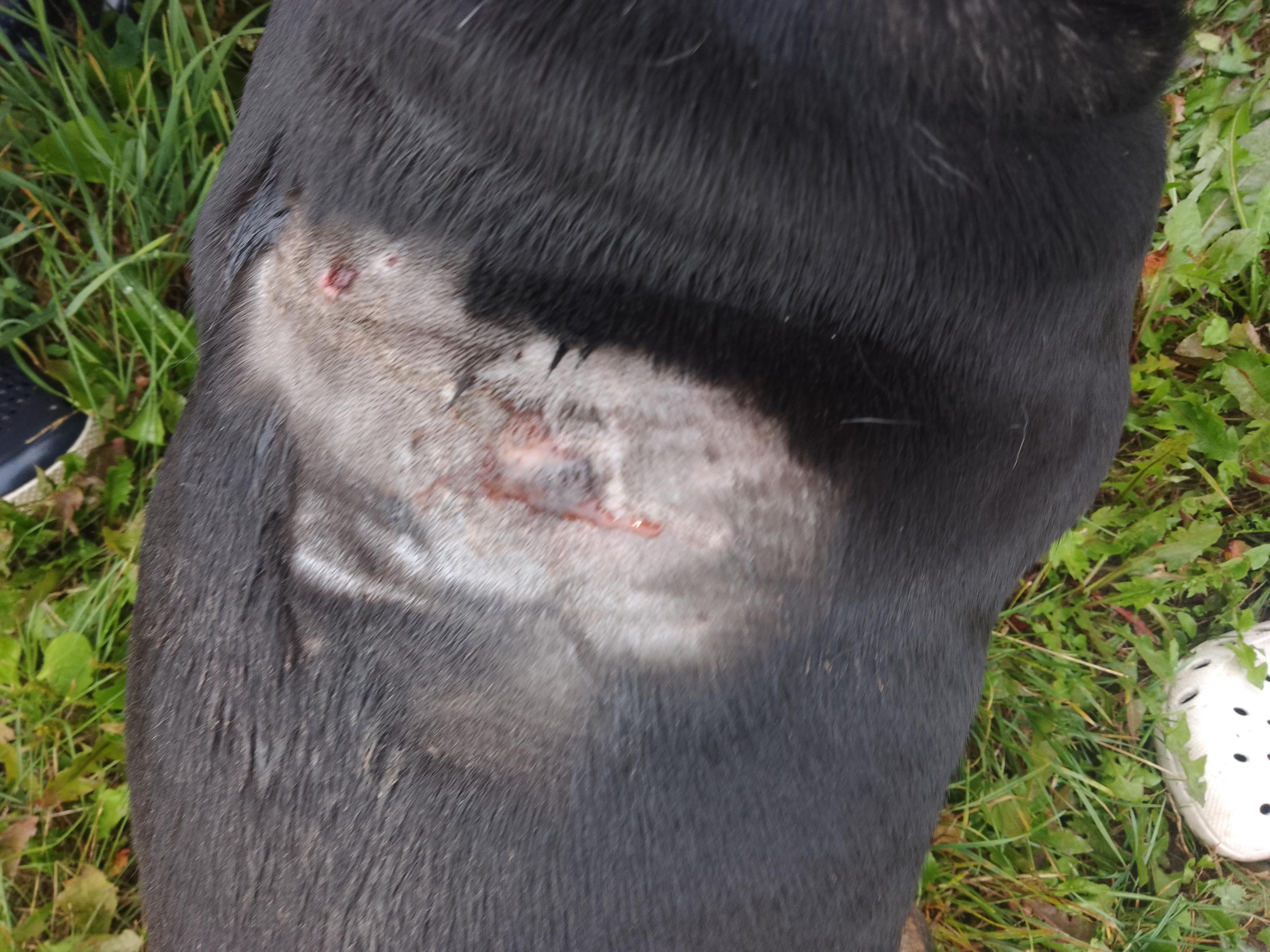 VETERINA PODLUSKY - MVDr. Adéla Beranová foto 5