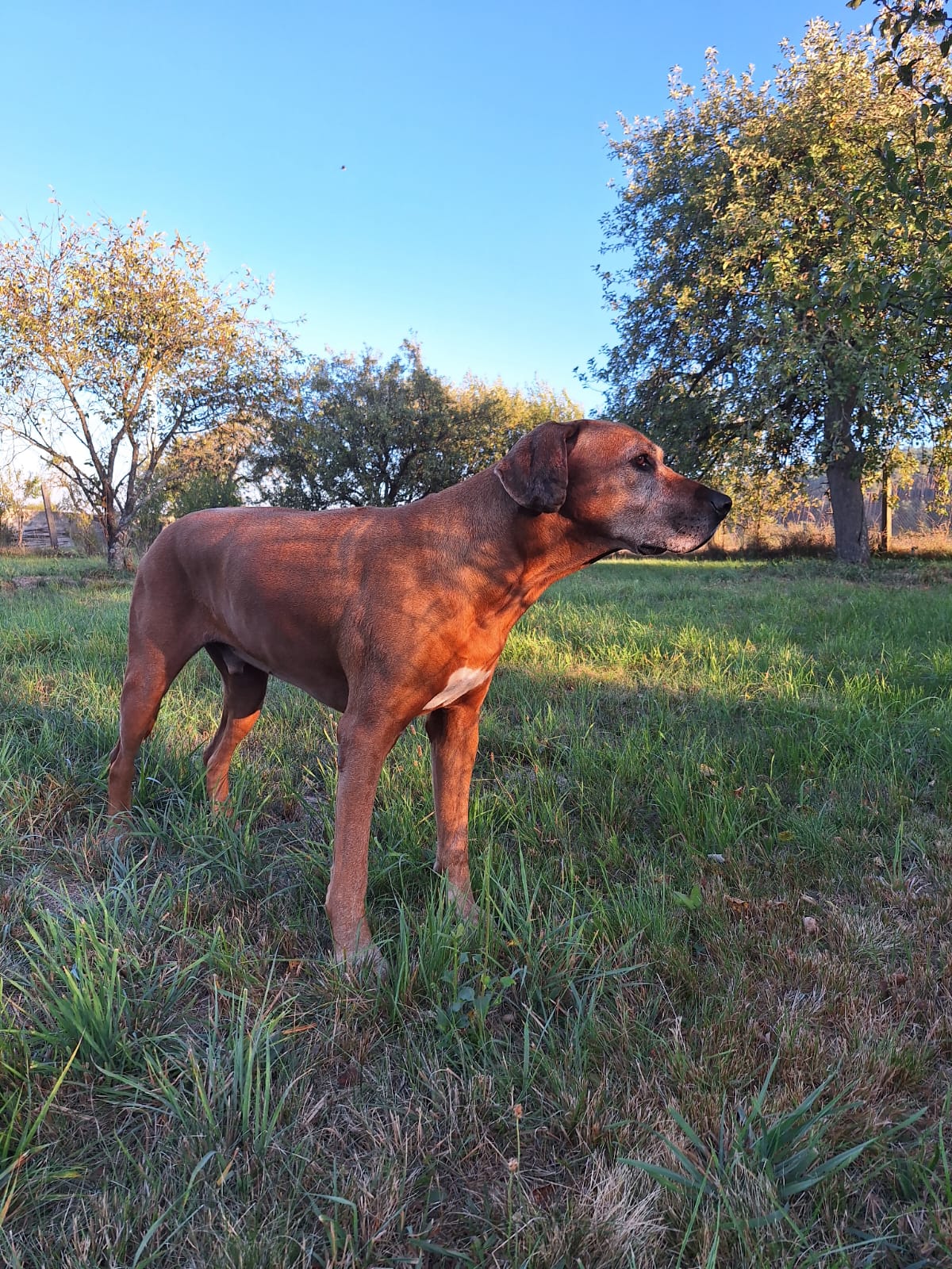 Veterinární klinika Růžodol, s.r.o. foto 2