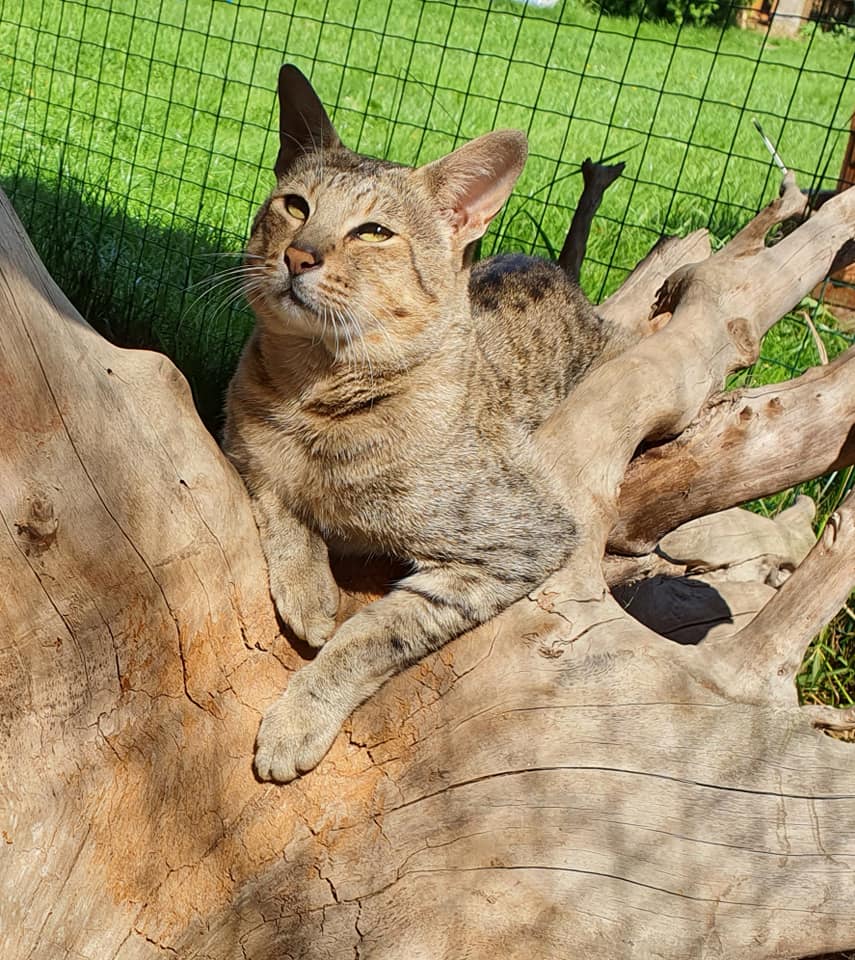 MVDr. Dávid Krajňák - Terénní veterinář pro hospodářská zvířata a koně foto 2