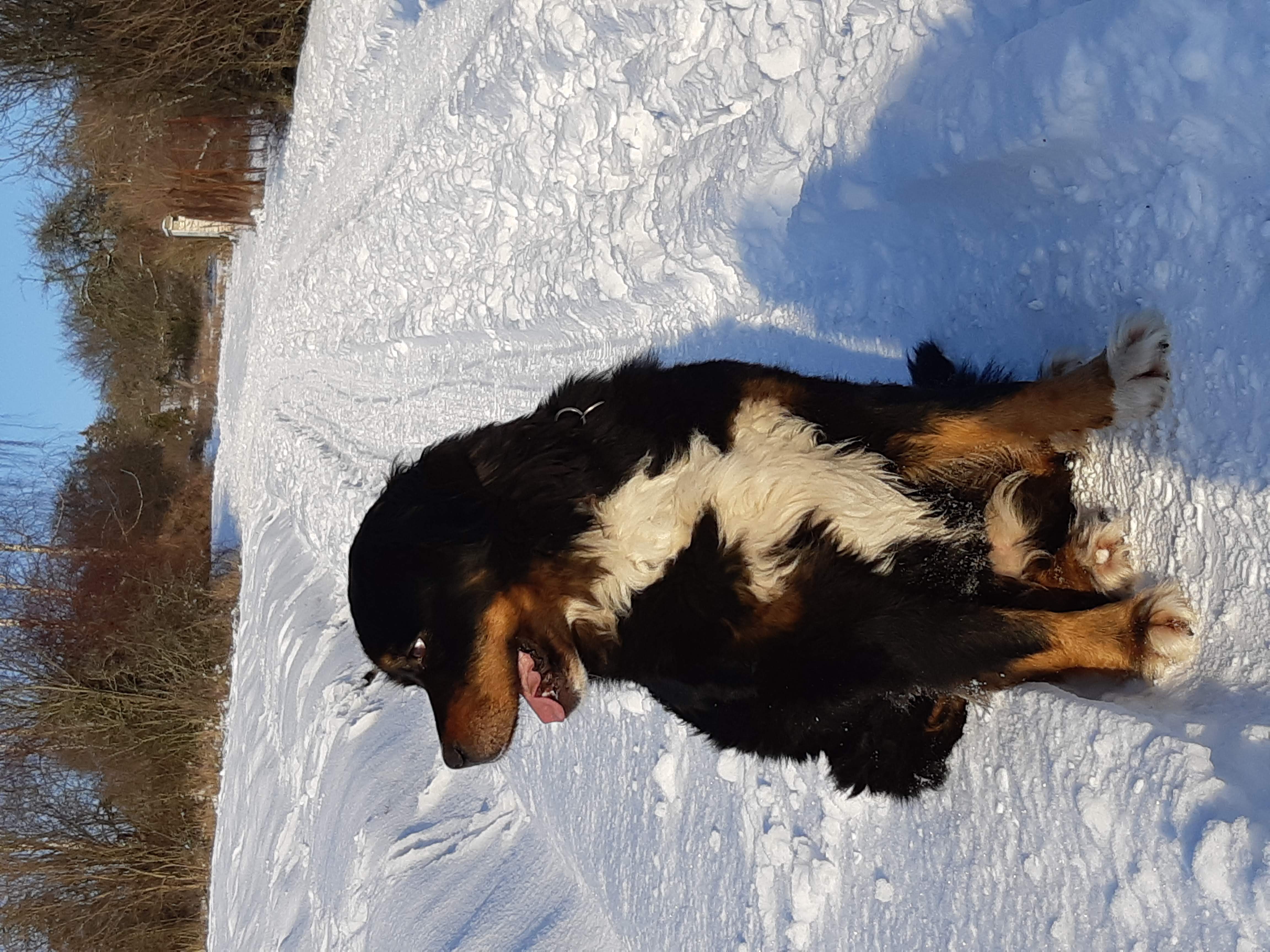 Veterinární klinika Hošek foto 3