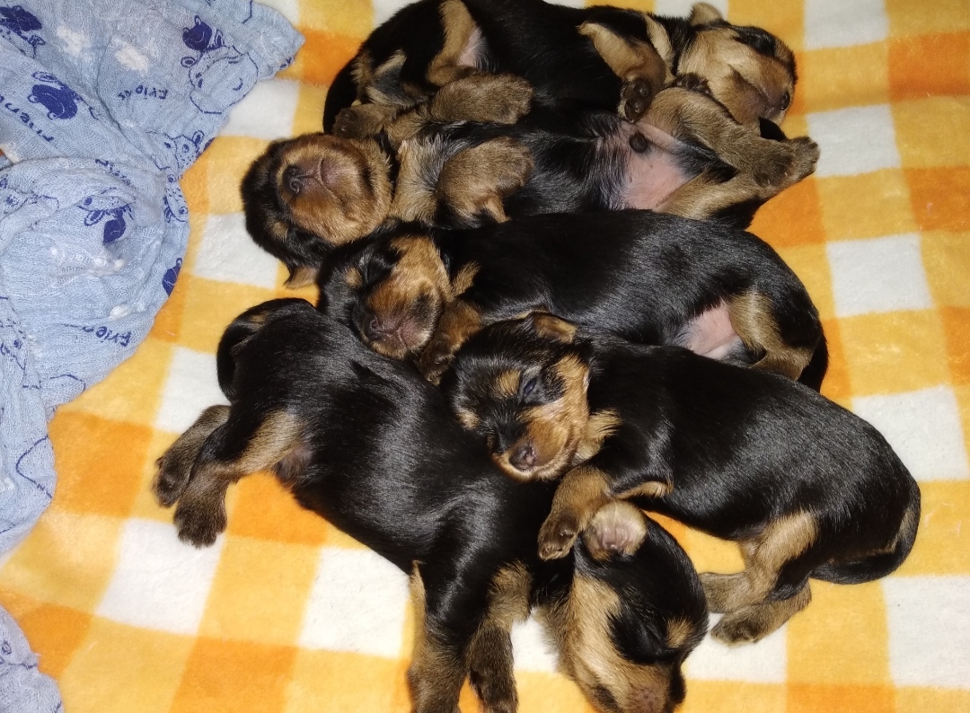 MVDr. Luděk Novotný foto 2