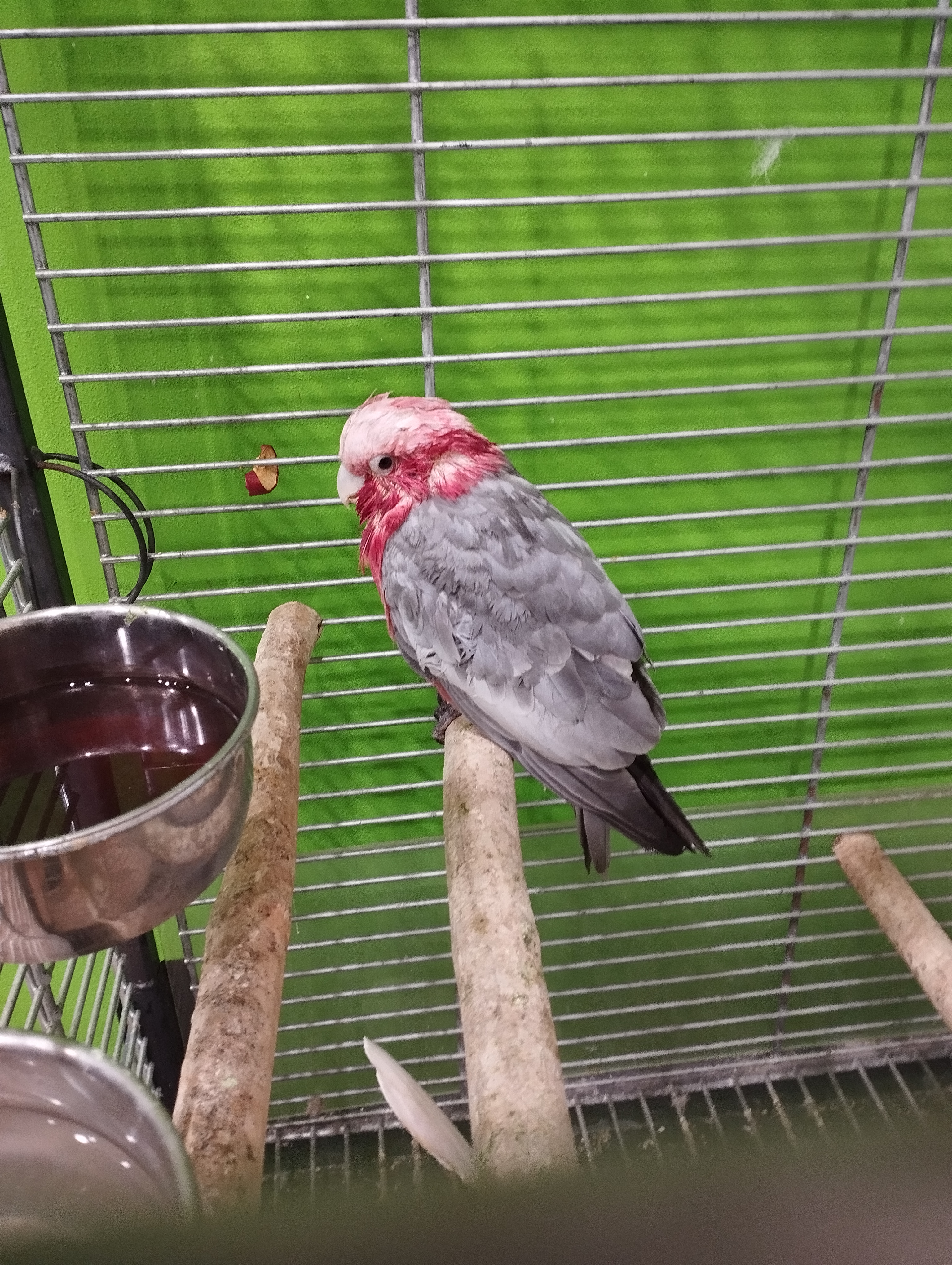 MVDr. Milan Decker foto 3