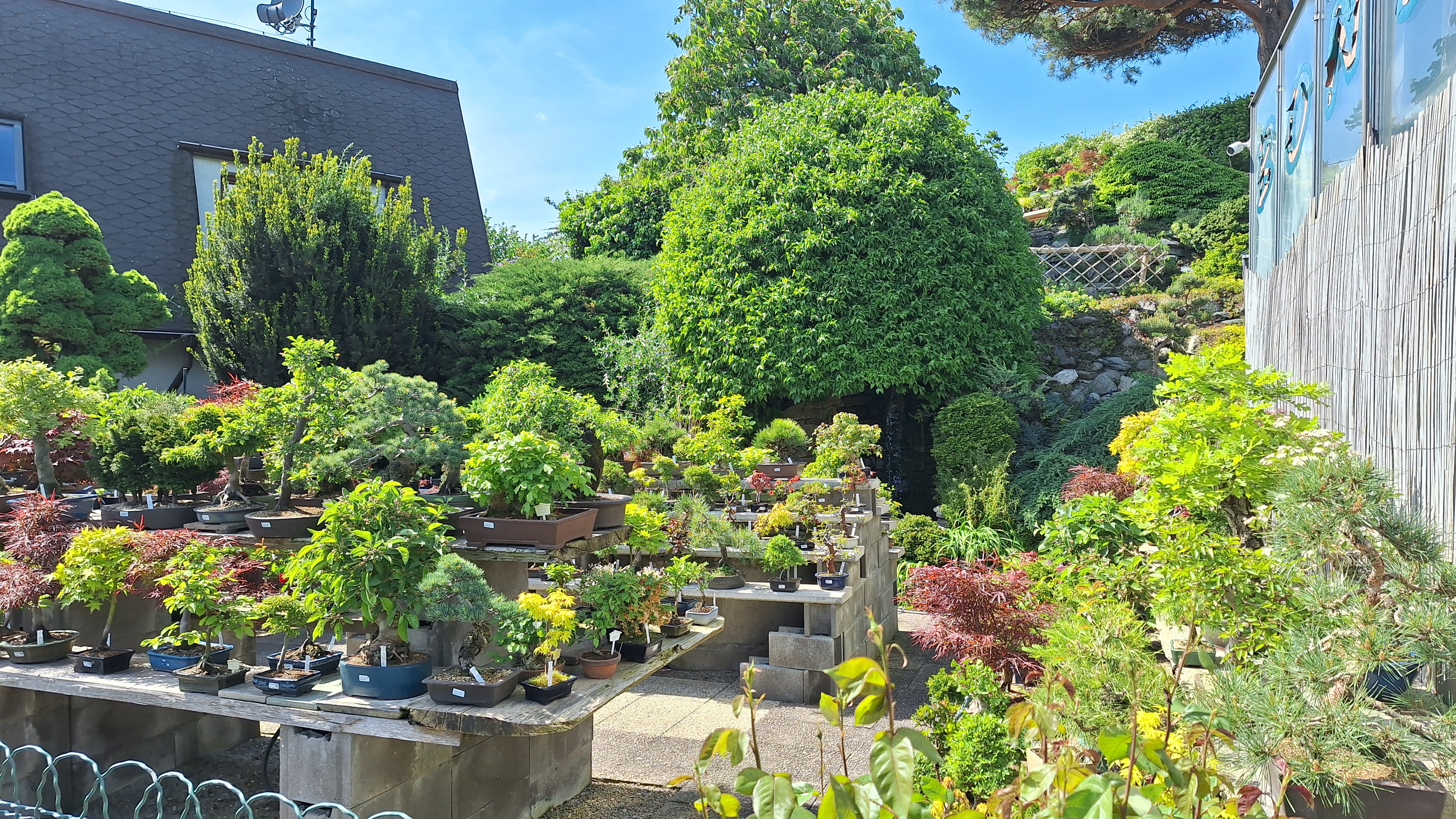 Bonsai centrum Libčany foto 6
