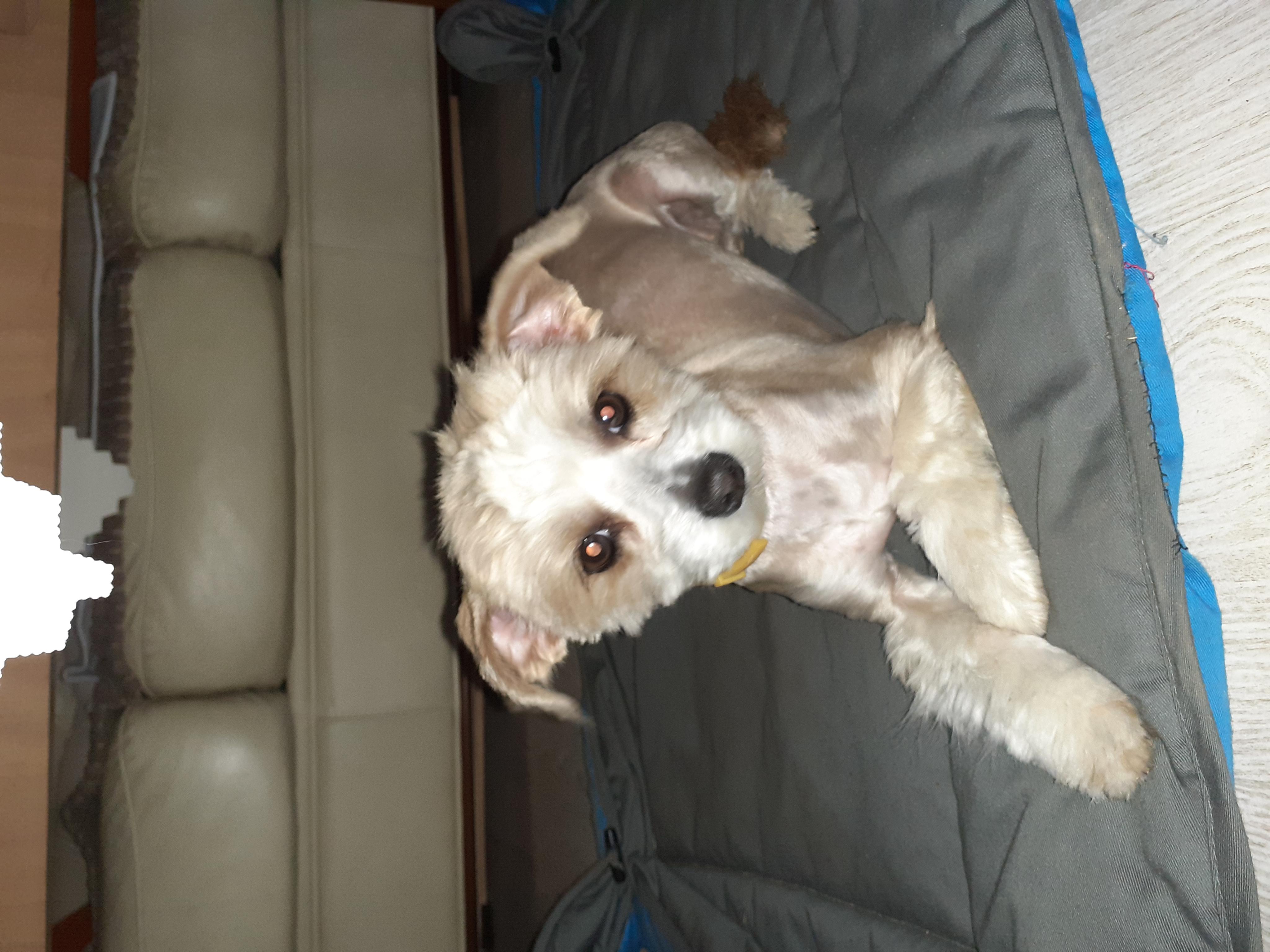 Andrea Thomasová - Psí salon ANDY foto 4