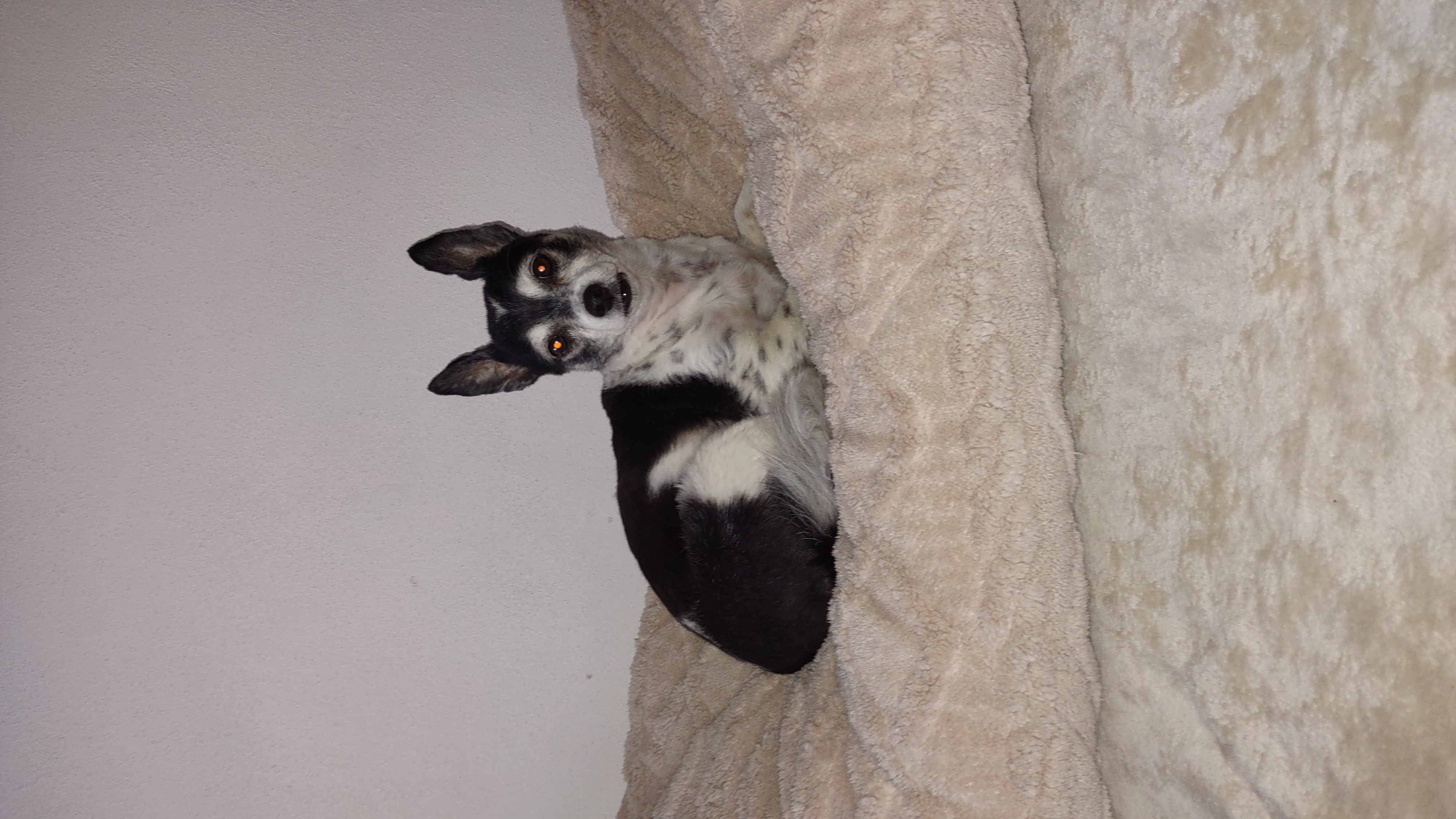 Stříhání a trimování psů - Irena Fialová foto 5