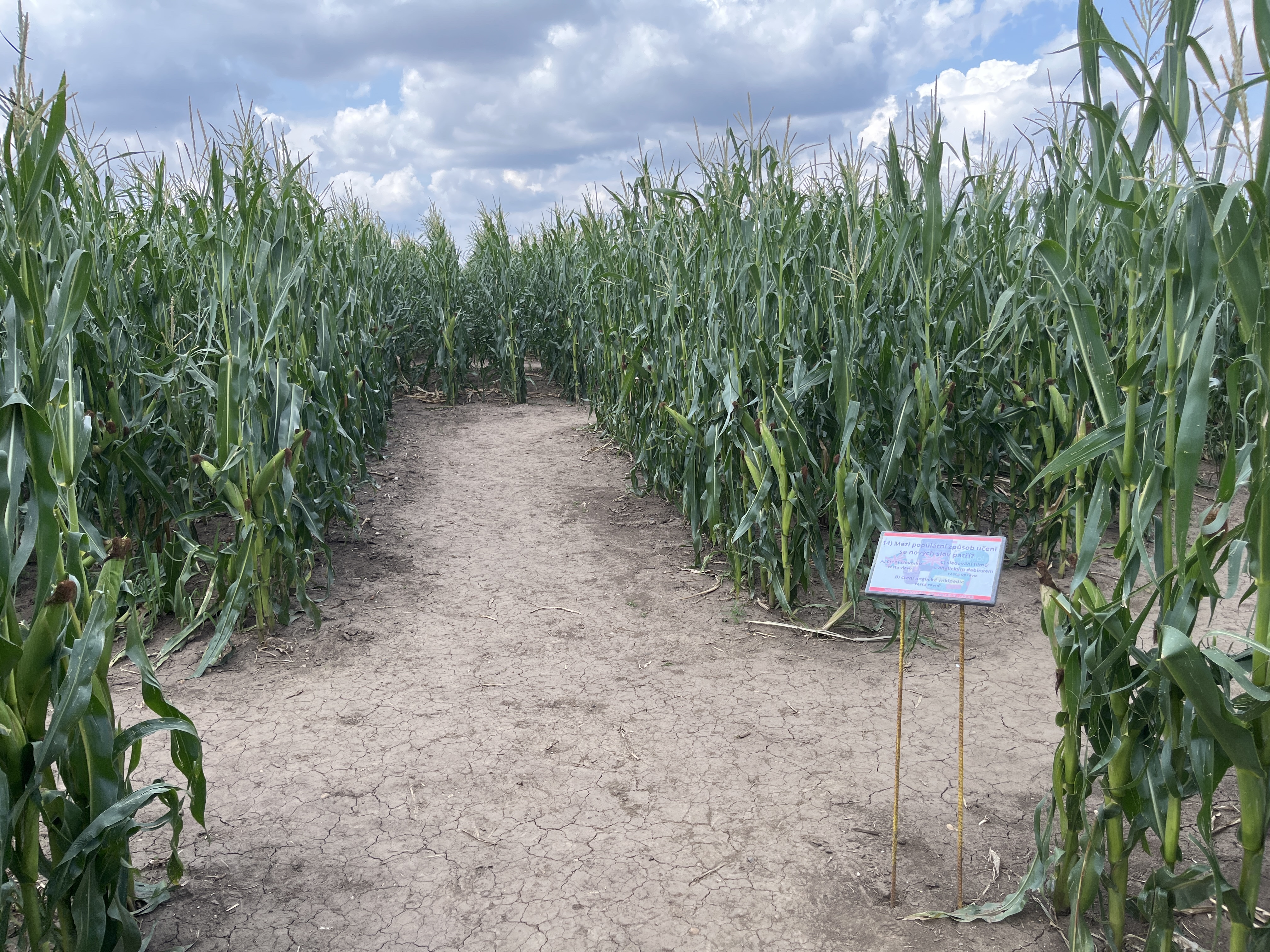 Kukuřičáci – Obří kukuřičné bludiště Praha - Klecany foto 6