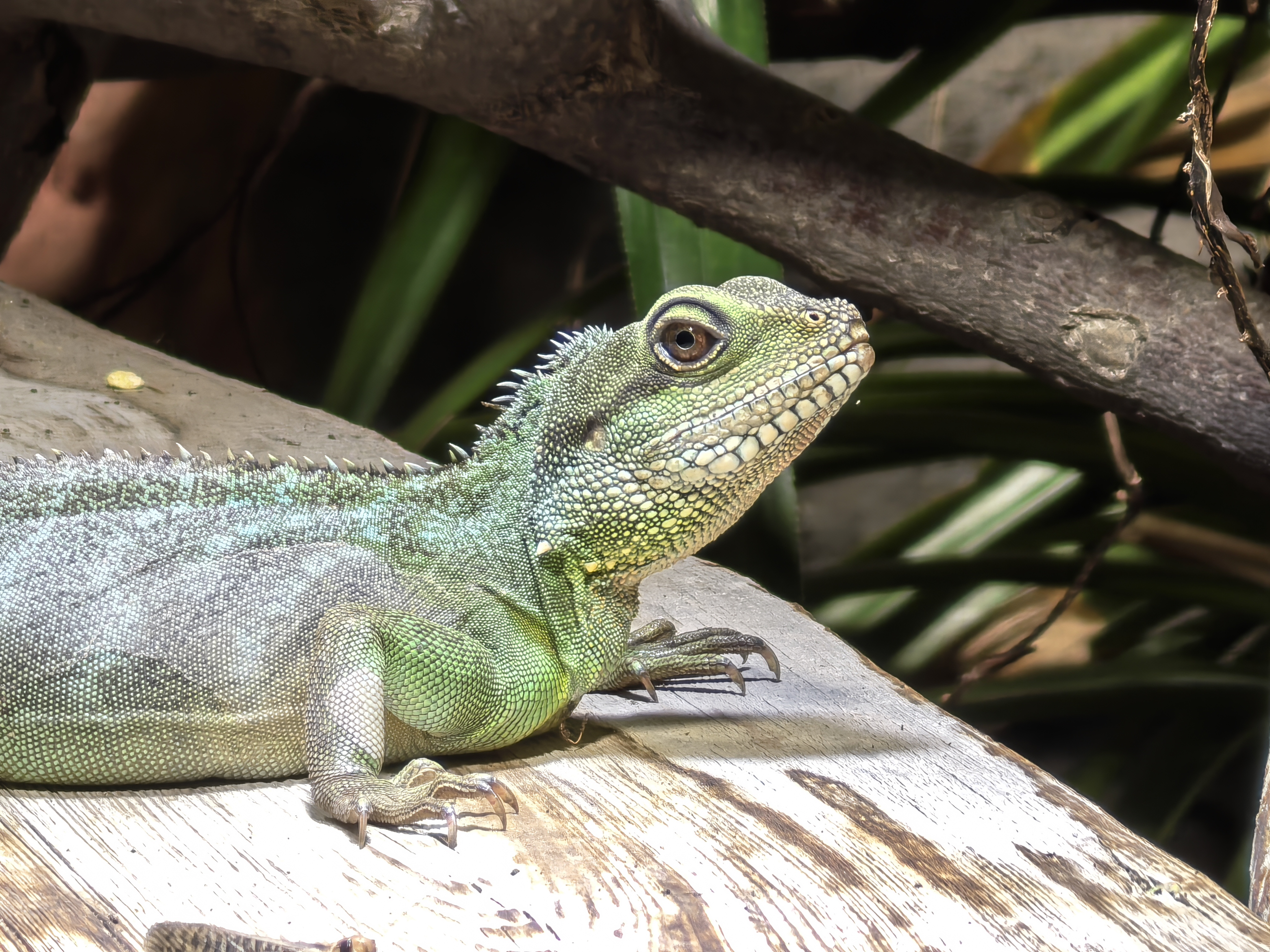Zoo Děčín - Rajské ostrovy foto 4