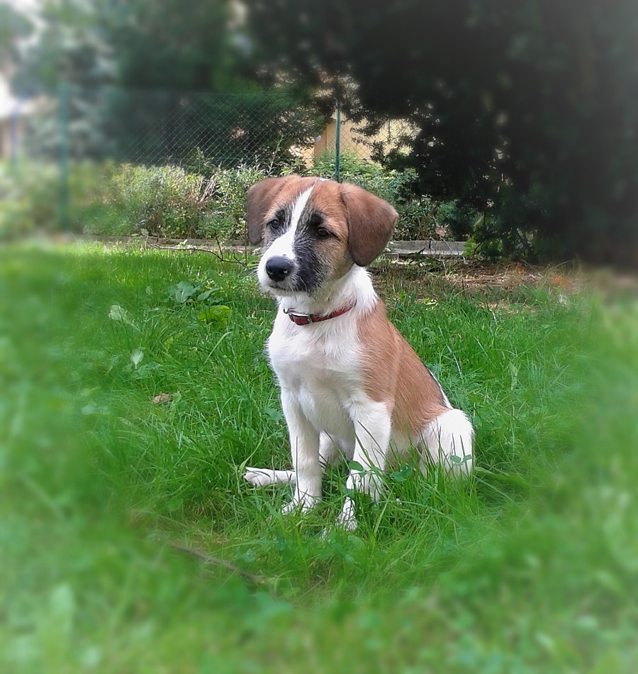 MVDr. Hana Nováková foto 3