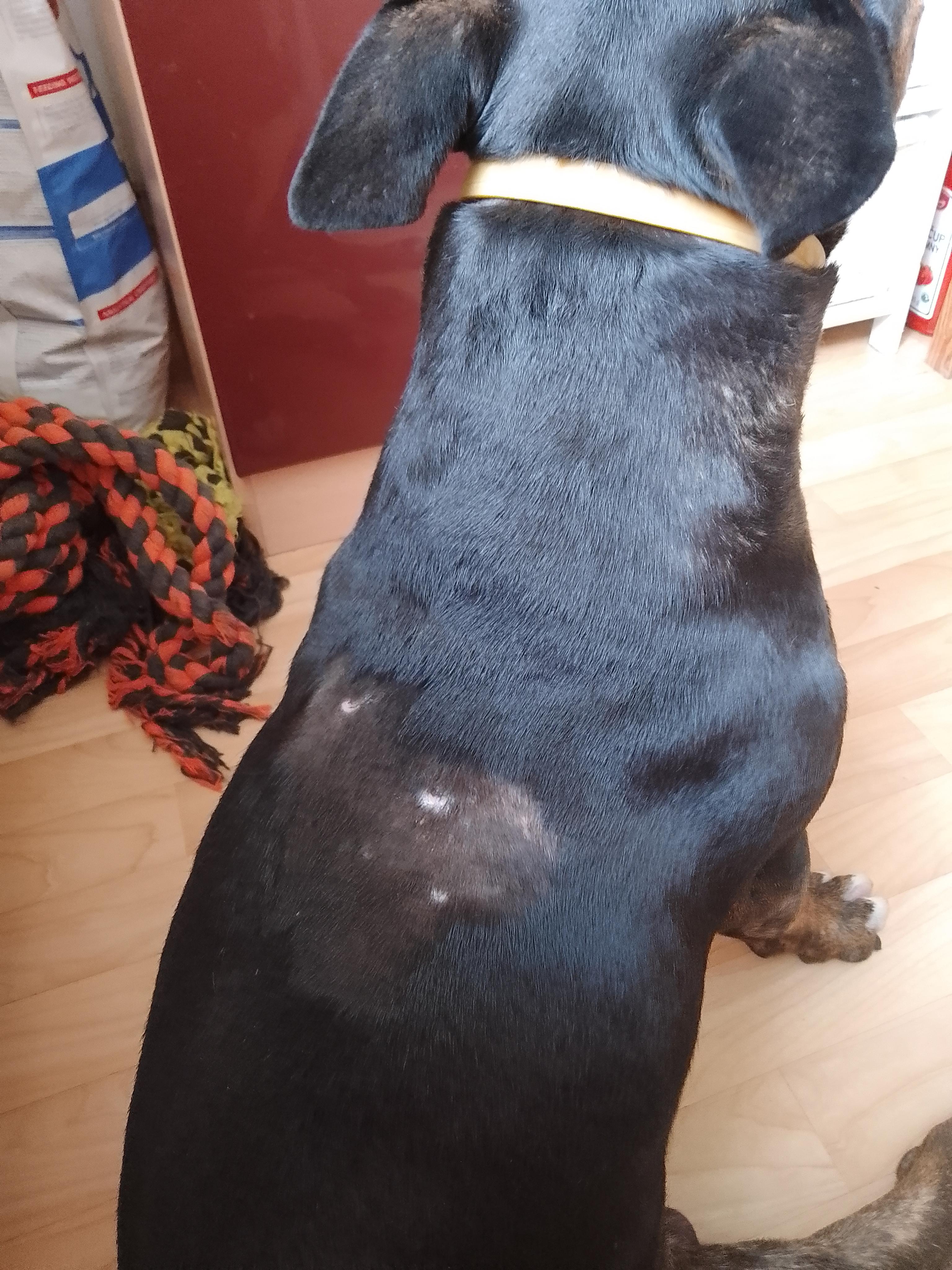 VETERINA PODLUSKY - MVDr. Adéla Beranová foto 4