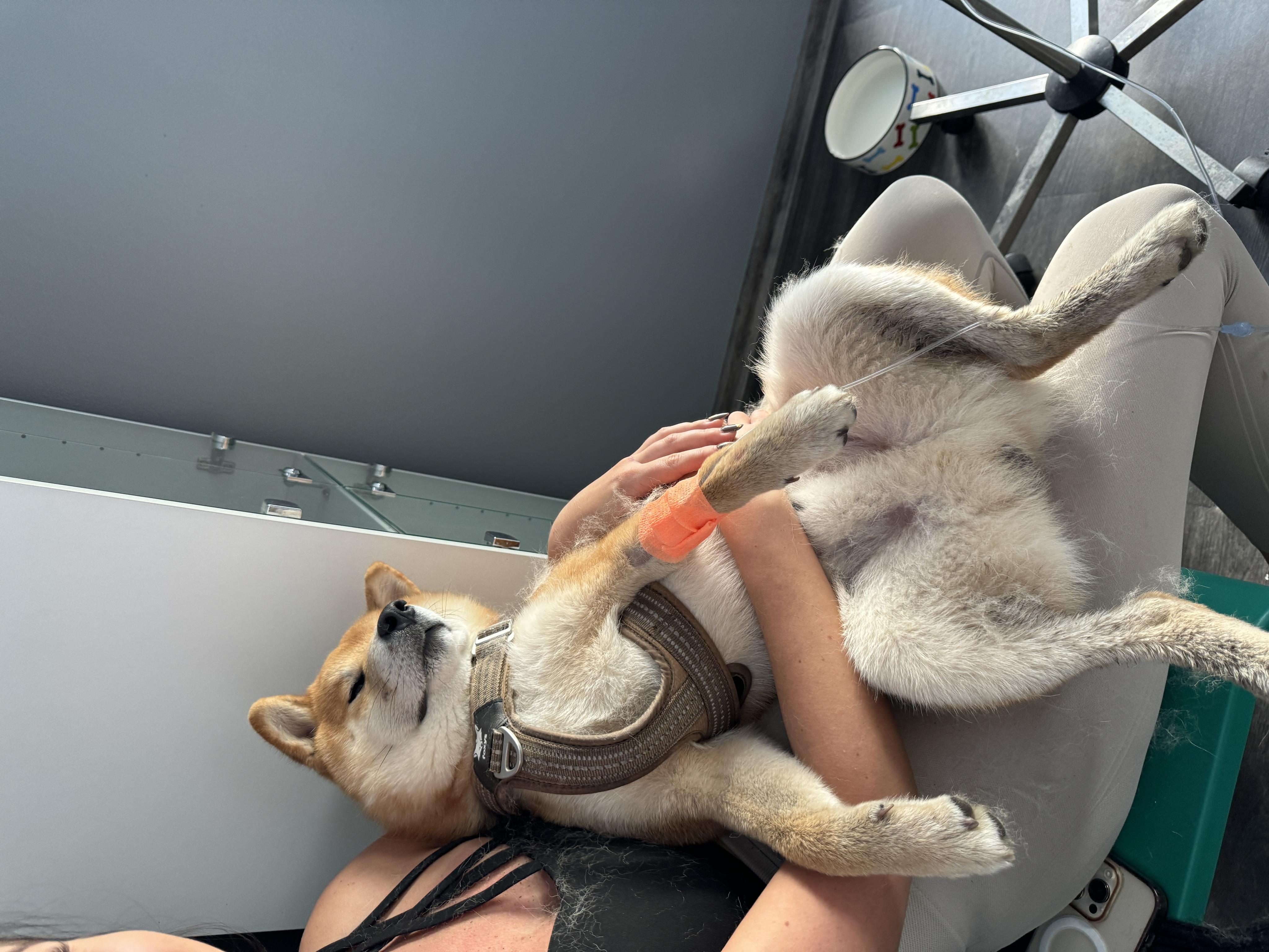 Veterinární klinika na Šumavské foto 3