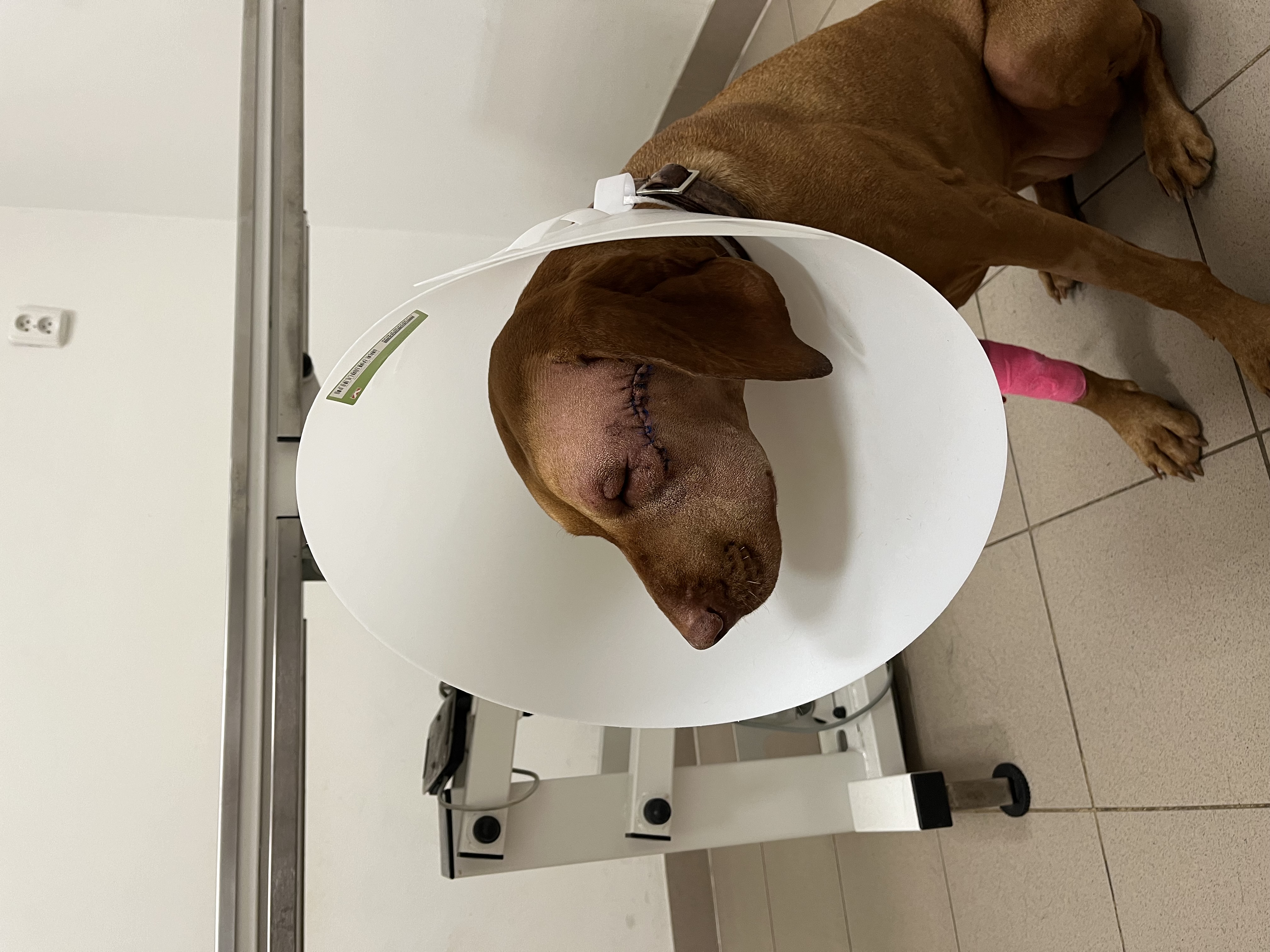 VETINO Jaggy Praha a.s. foto 2