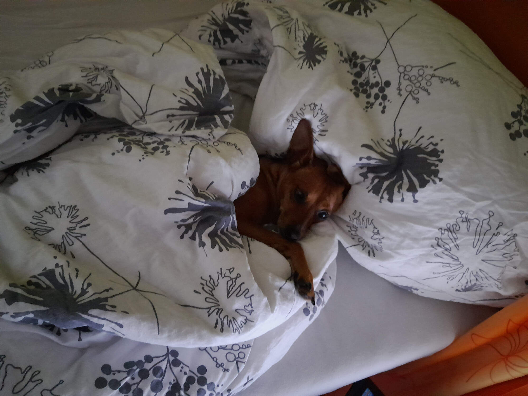 Apartmány Pod Sjezdovkou foto 4