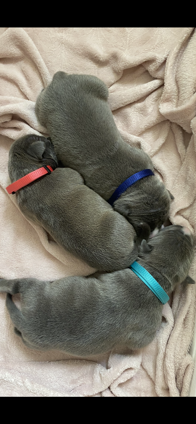 MVDr. Karel Galuszka foto 3