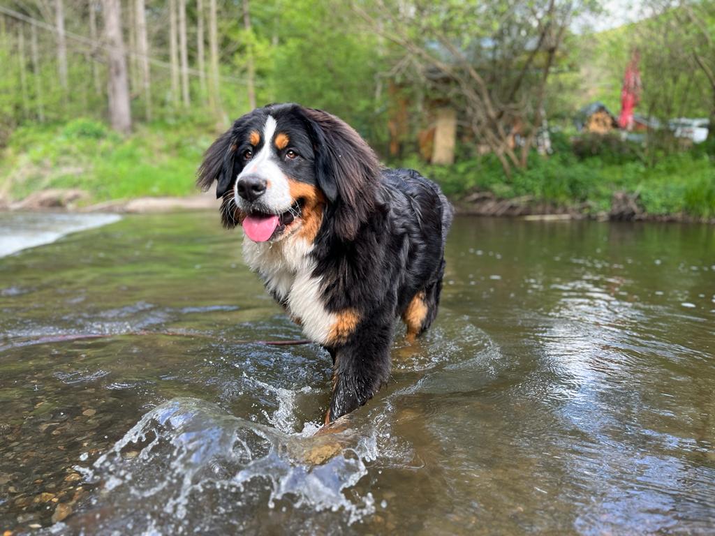 Zuzana Važanová - trenérka psů foto 5