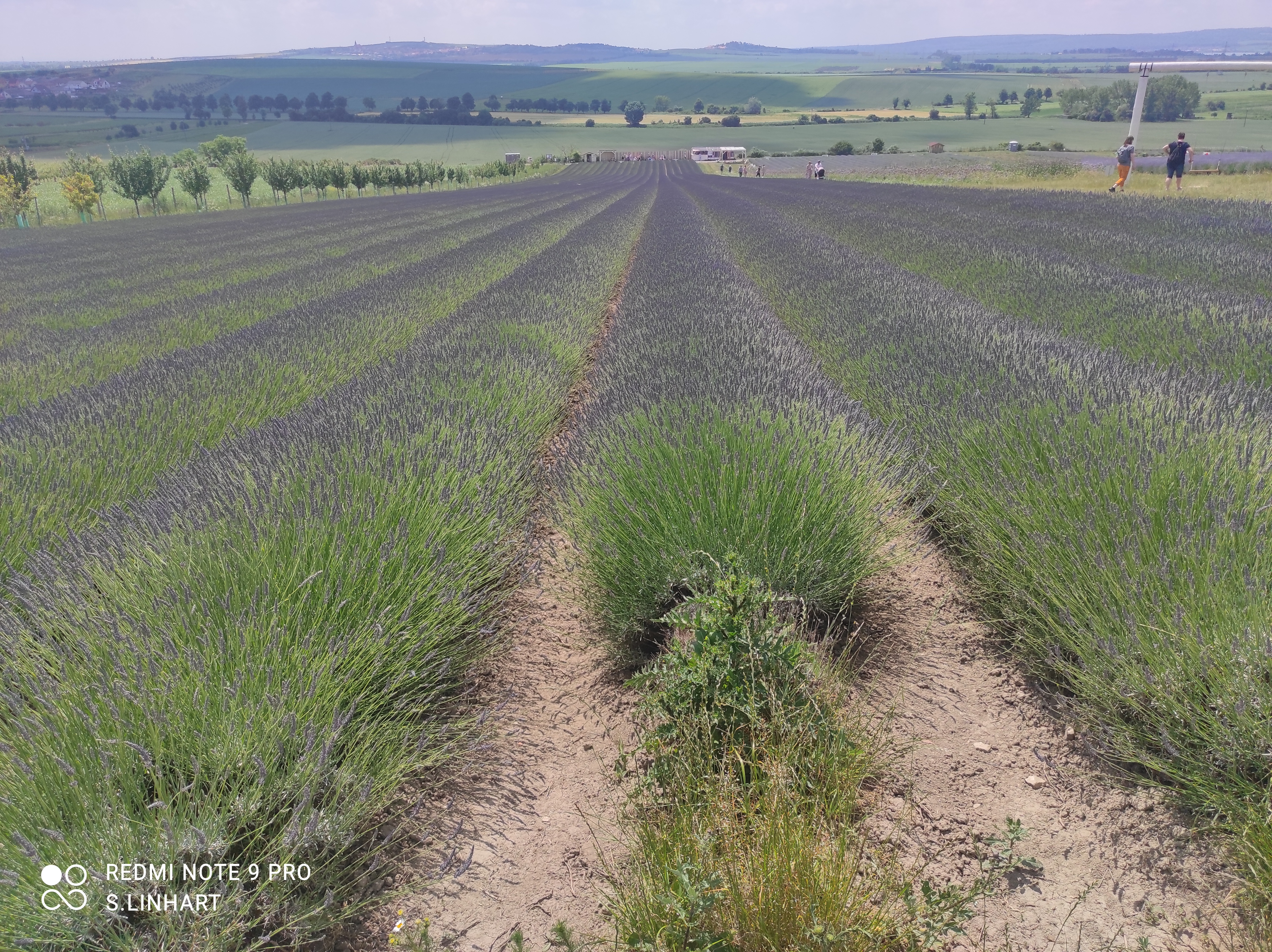 Levandulová farma z jižní Moravy foto 1