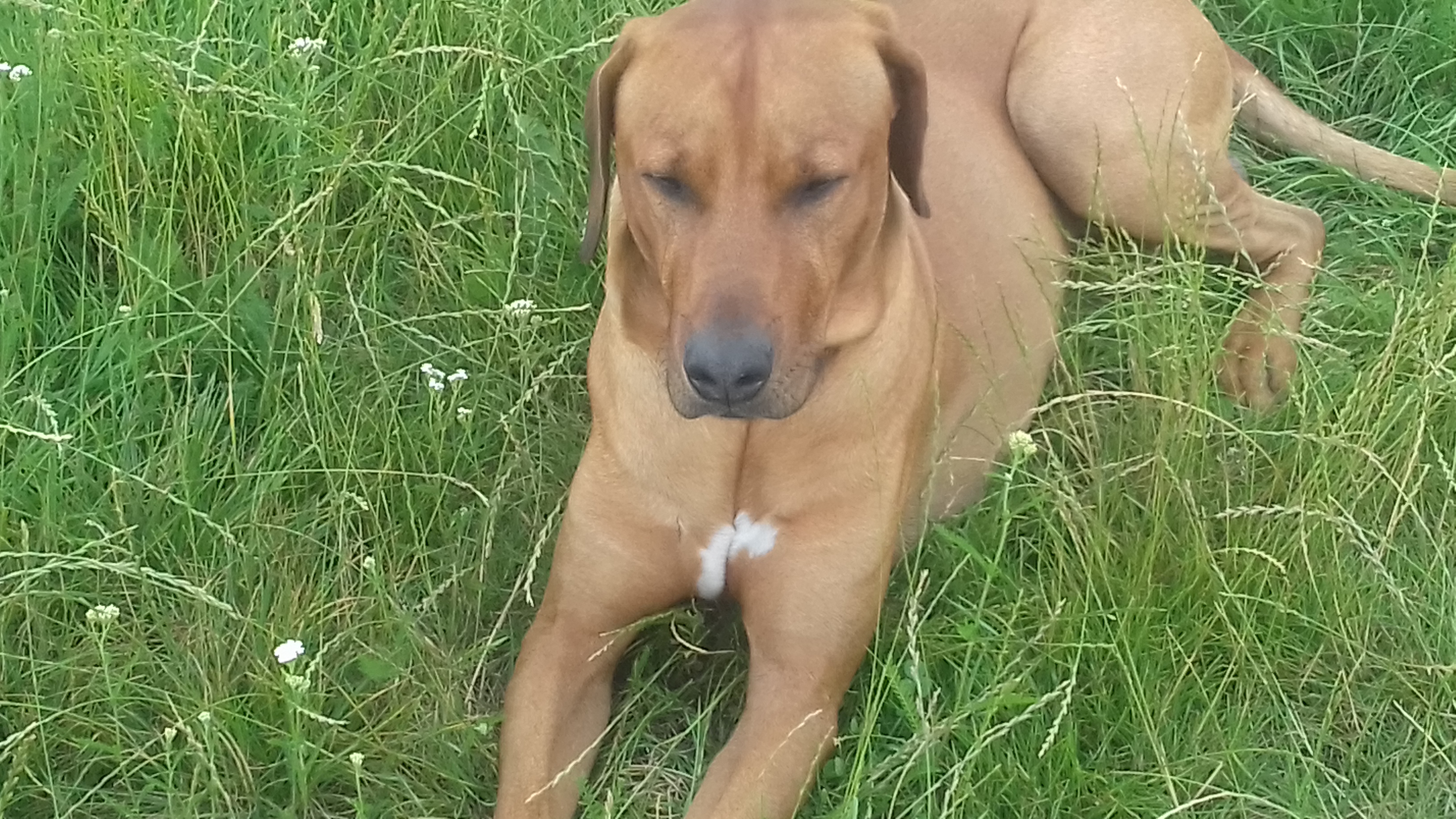 RPVET - VETERINÁRNÍ KLINIKA A POHOTOVOST MVDr. RADEK PROTIVA a kol. foto 4