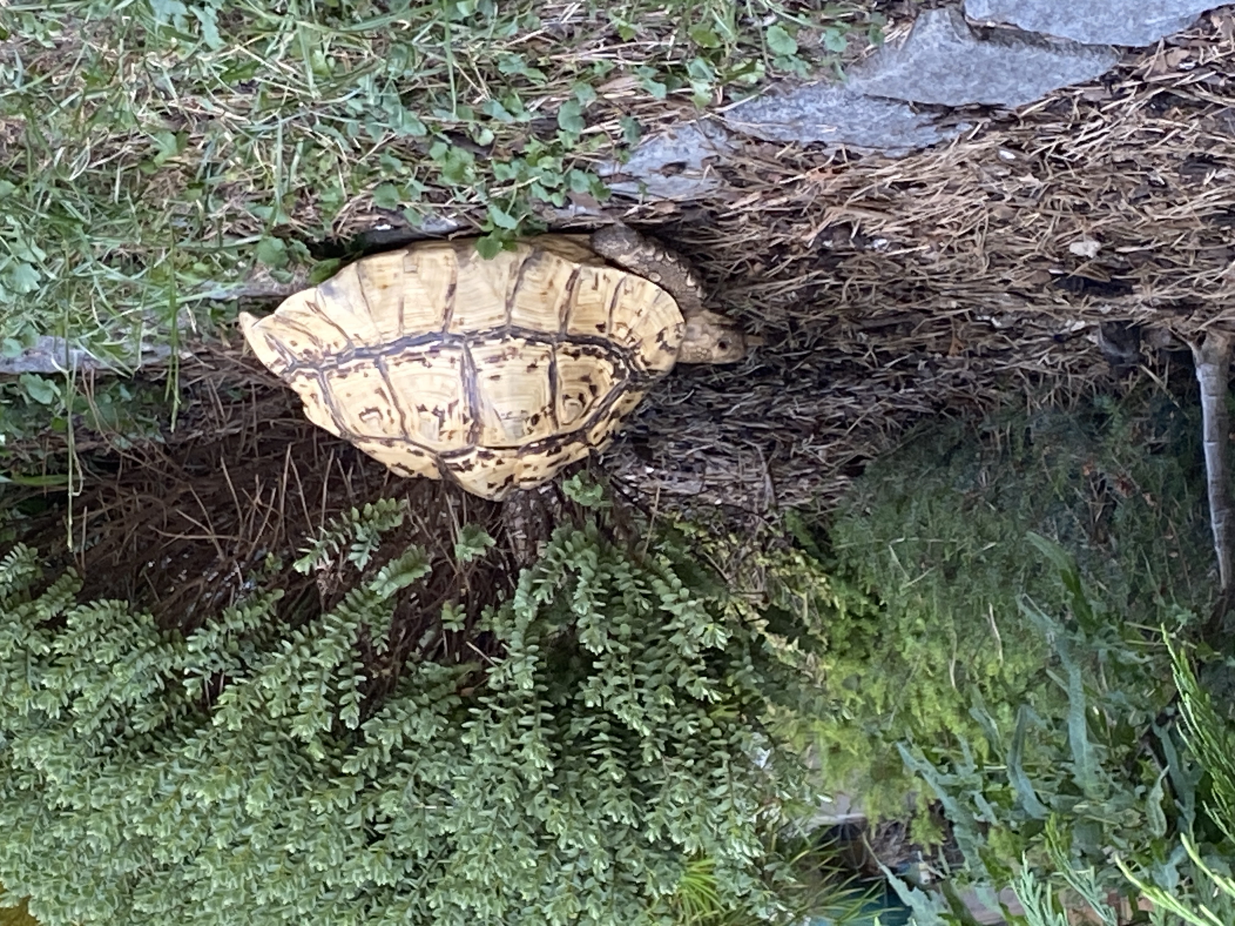 Veterinární klinika Na Hrádku - MVDr. Ľubica Nečasová foto 2