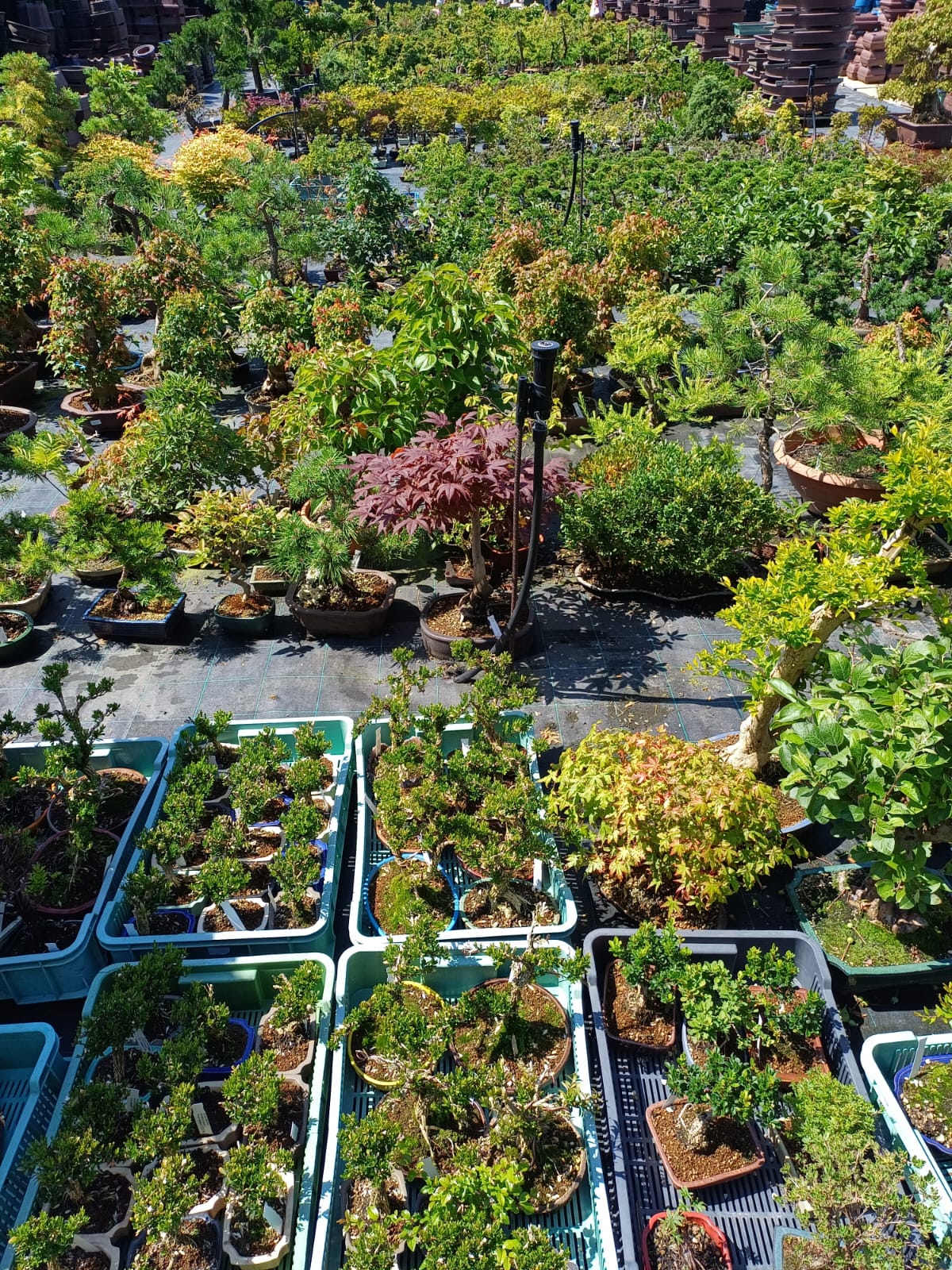 Návrhy zahrad Bonsai centrum Libčany foto 3