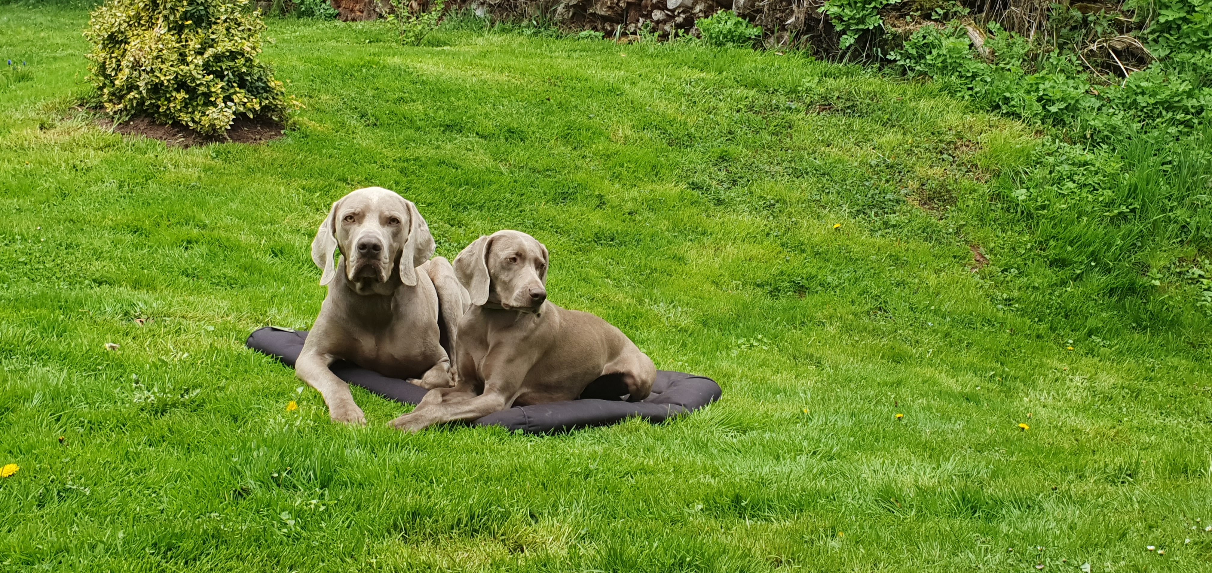 Kynologie Bašť foto 2