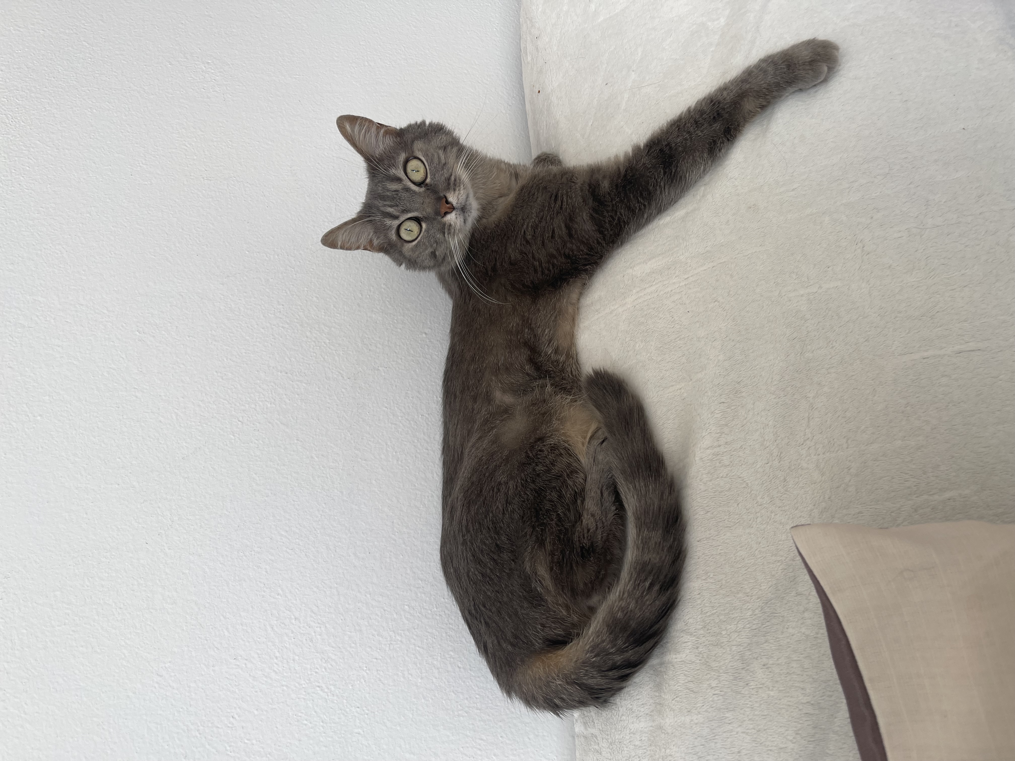 MVDr. Alice Franková - veterinární ordinace foto 3