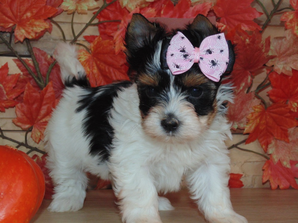 Dluhová poradna foto 6