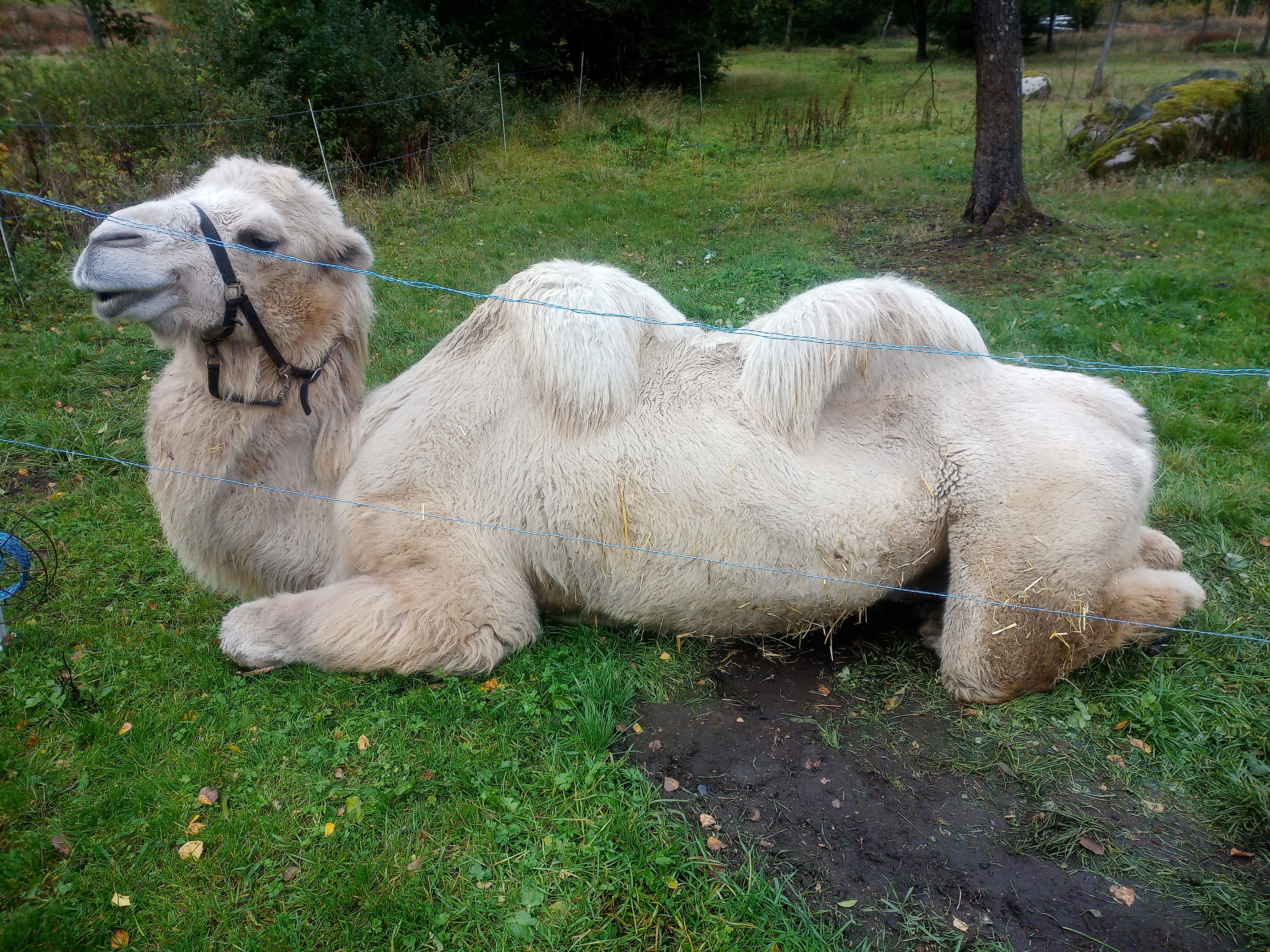 Koně v Jizerkách foto 4
