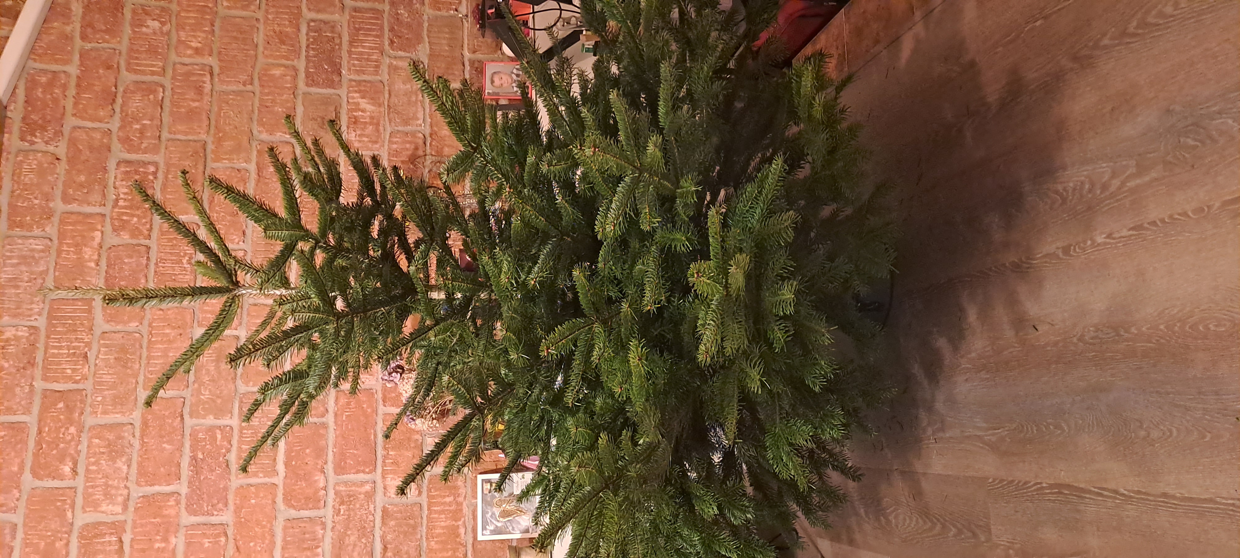 Vánoční stromky - Petr Vácha foto 3