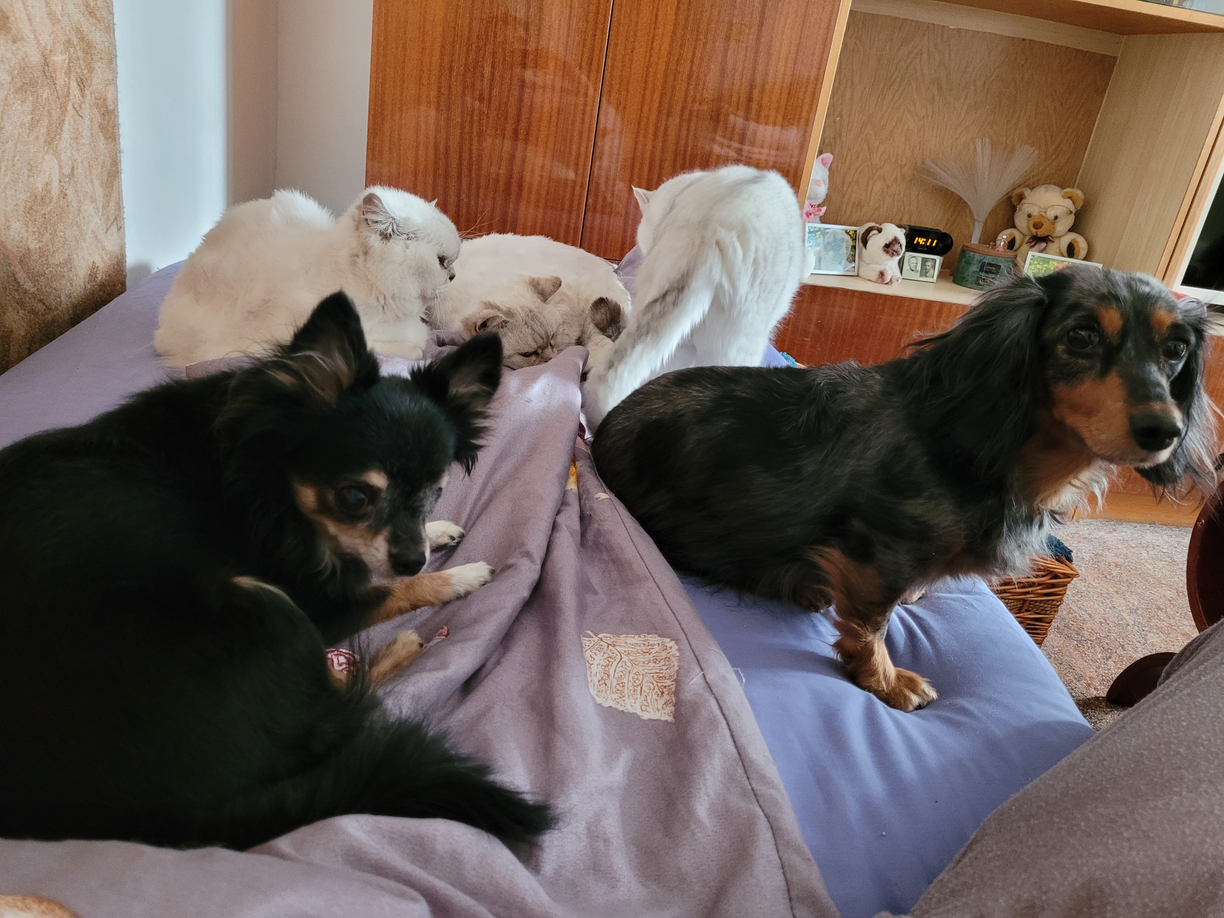 Lucka jede - veterinární výjezdovka foto 3