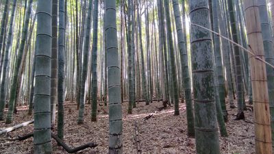 Bamboo Forest (Other place of interest) • Mapy.cz - in English language