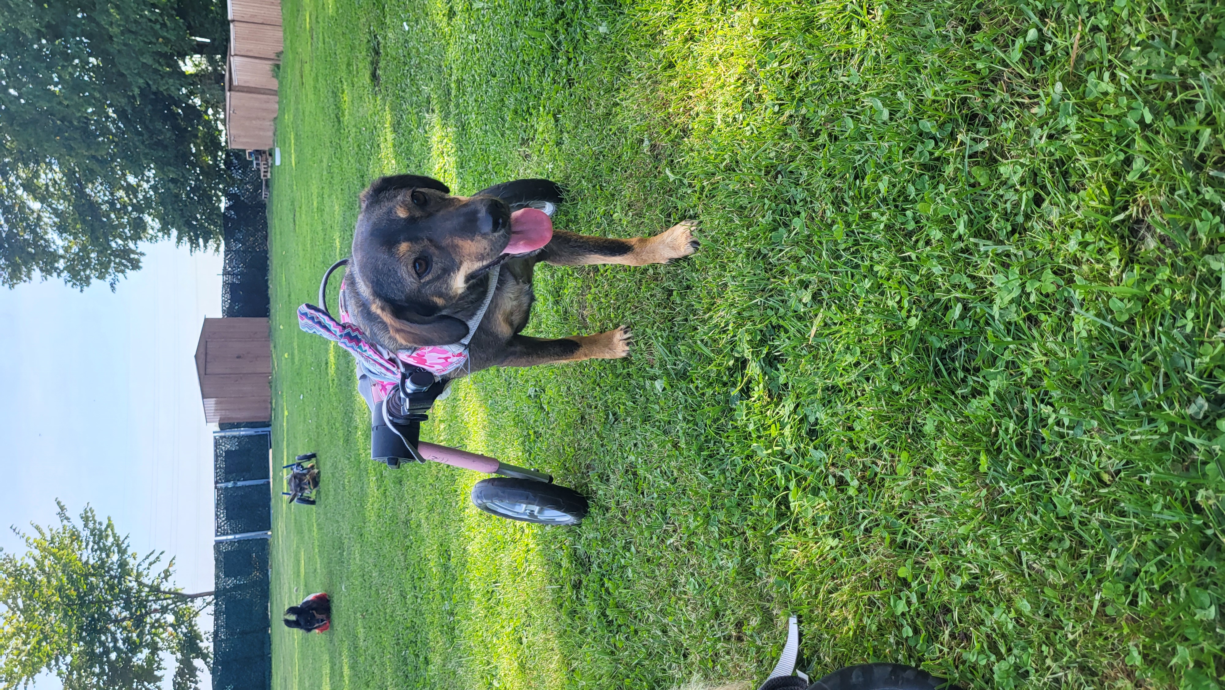 Jezevčíci v nouzi foto 3