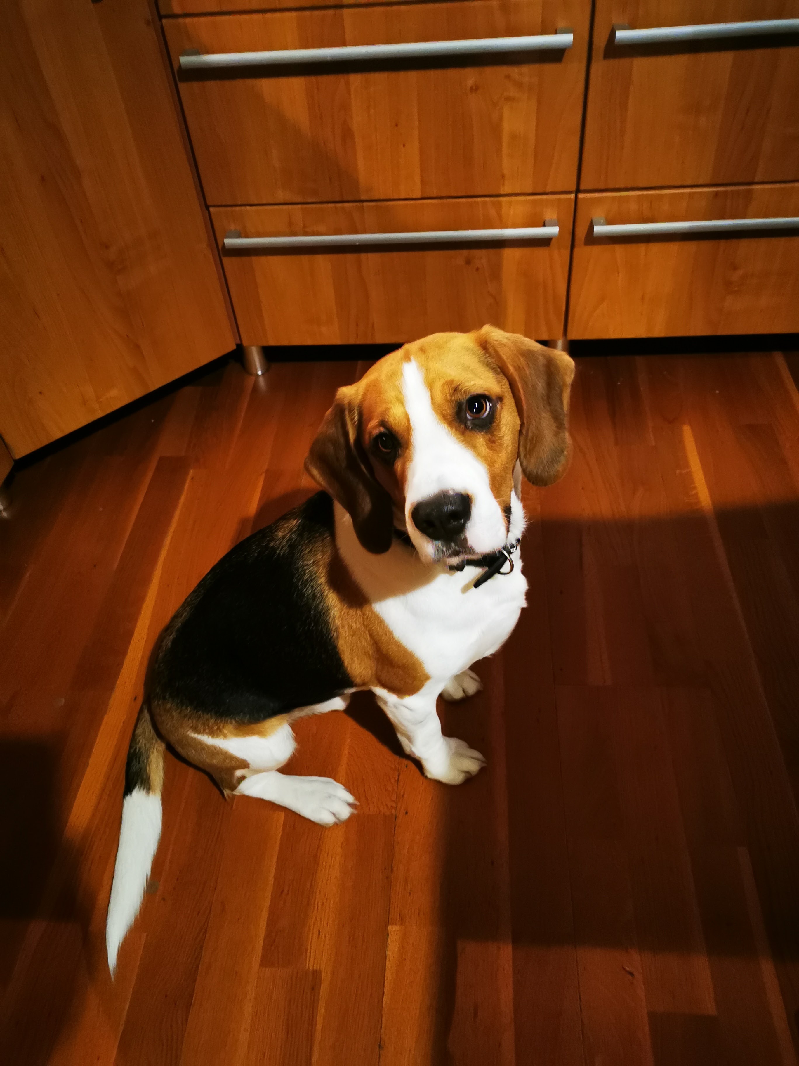 Hlídání a výcvik psů - Adarovo, Dagmar Kvasničková foto 1