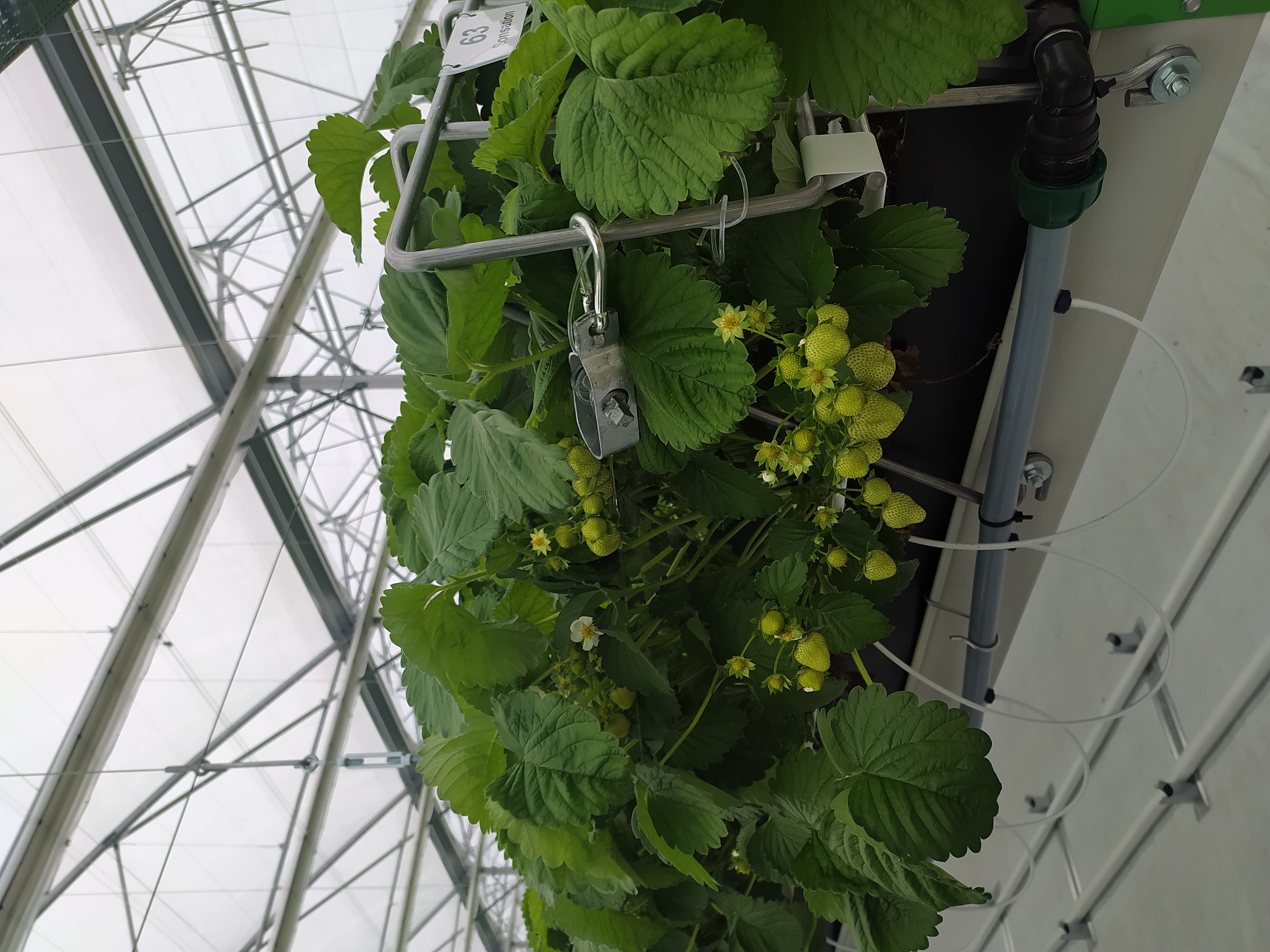 Farma Ráječek - velkoobchod foto 6