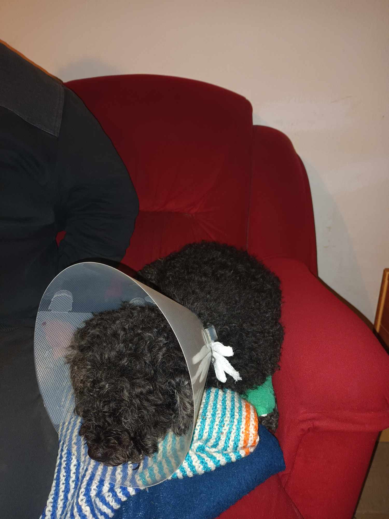 VETCENTRUM - MVDr. Roman Nejez foto 4