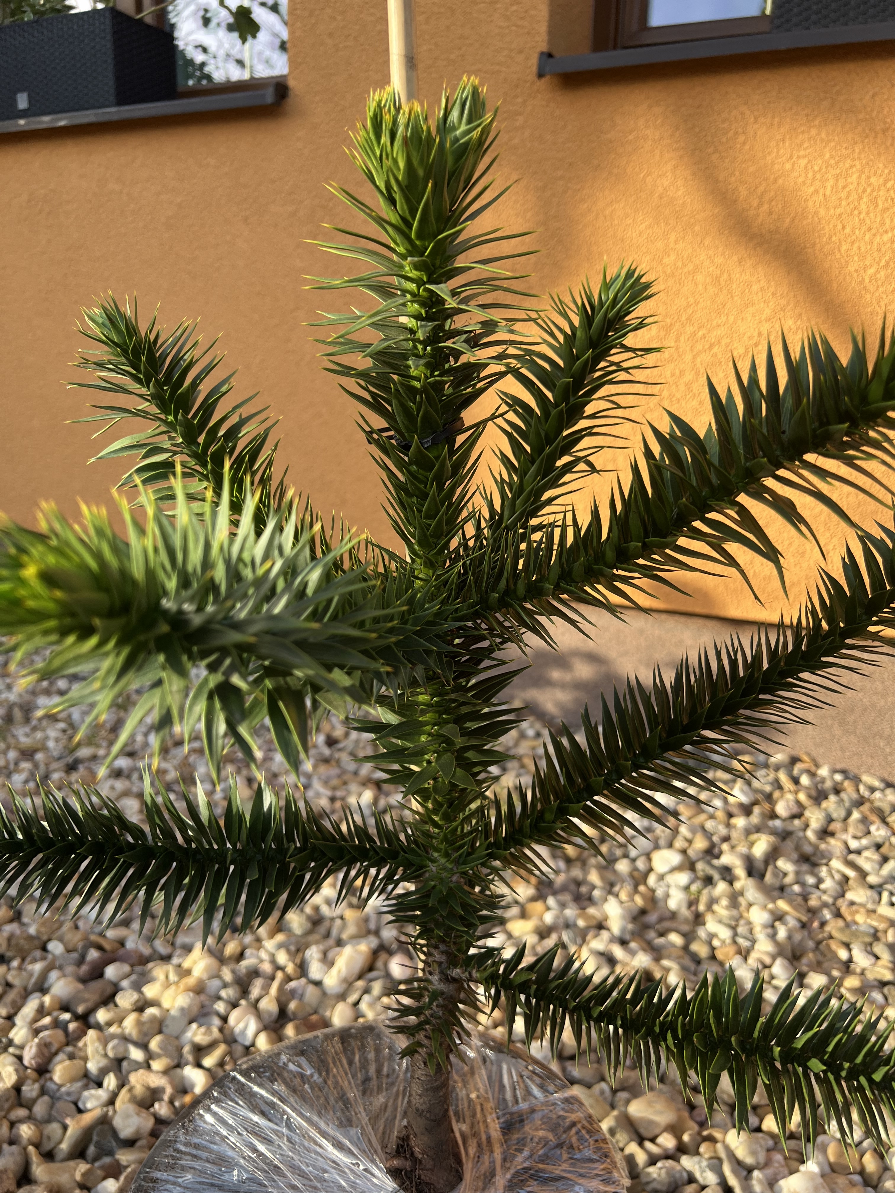 Ing. David Pospíšil, Ph.D. - Araucaria.cz foto 6
