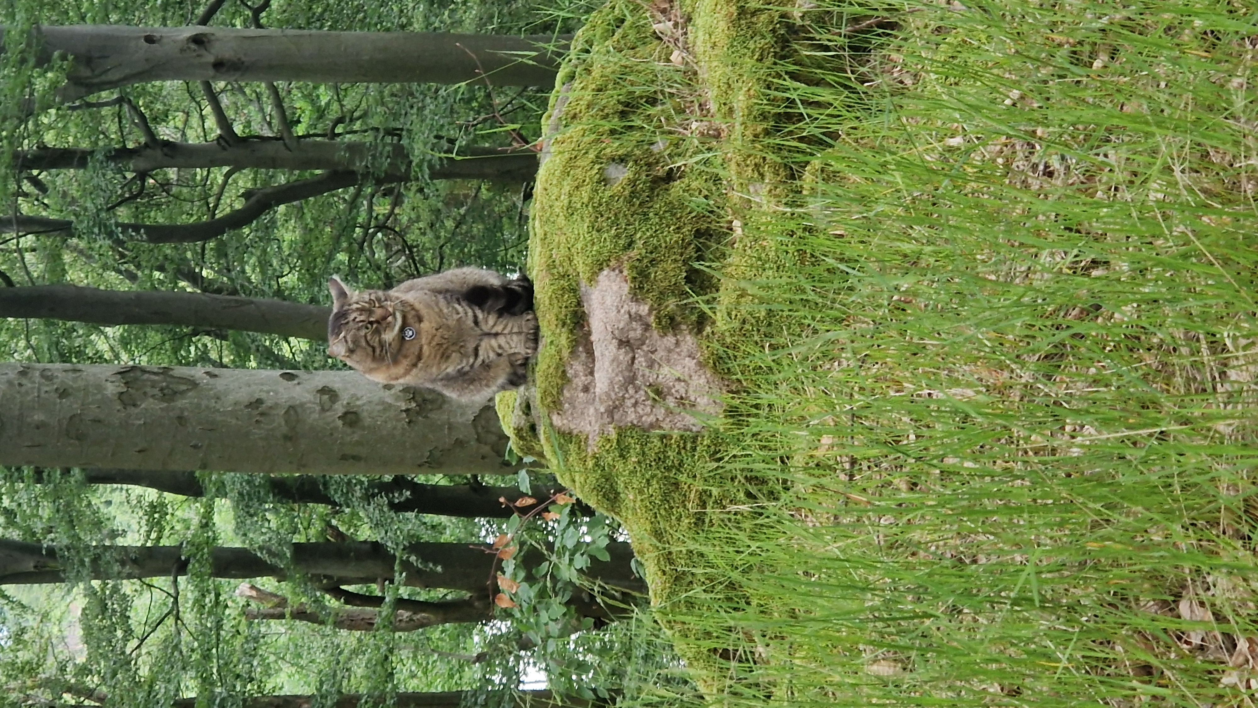 Chata Nad Lípou foto 3